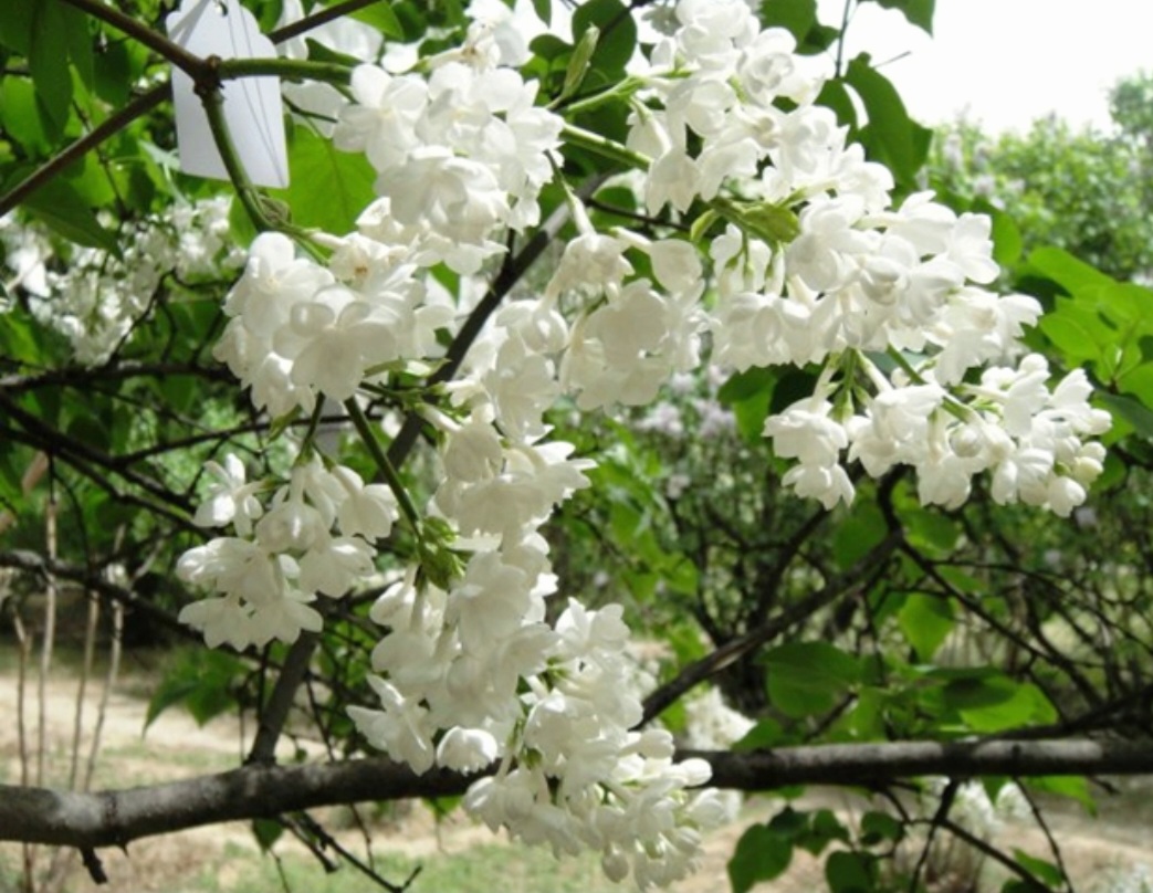 50 White Lilac Seeds Extremely Fragrant Japanese Tree Lilac Shrub Syringa Vulgaris