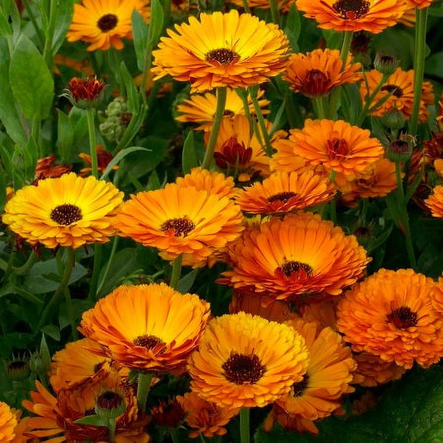 Calendula Seeds - Indian Prince - 1/4 Pound - Red/Orange Flower Seeds,  Heirloom Seed  Attracts Bees, Attracts Butterflies, Attracts Pollinators, Easy to Grow & Maintain, Edible, Extended Bloom Time