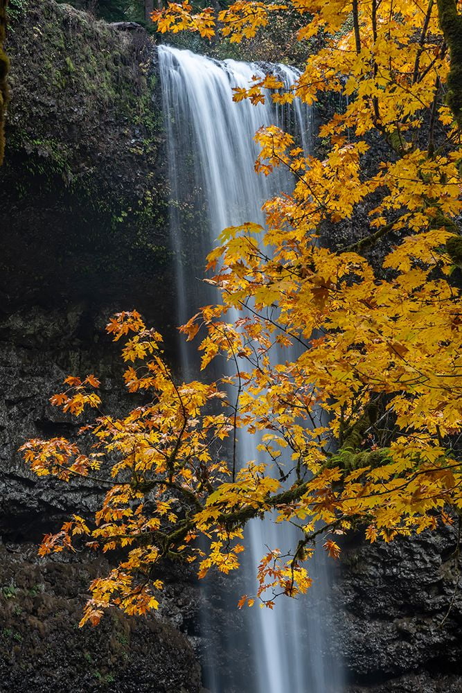 Jaynes Gallery 11x14 White Modern Wood Framed Museum Art Print Titled - USA-Oregon-Silver Falls State Park Tall waterfall and forest in autumn