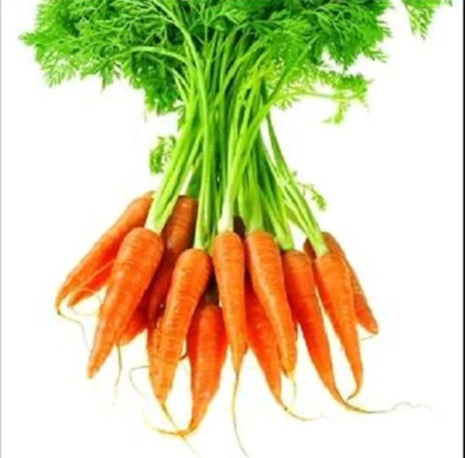 1500 LITTLE FINGERS CARROT Daucus Carota Vegetable Seeds