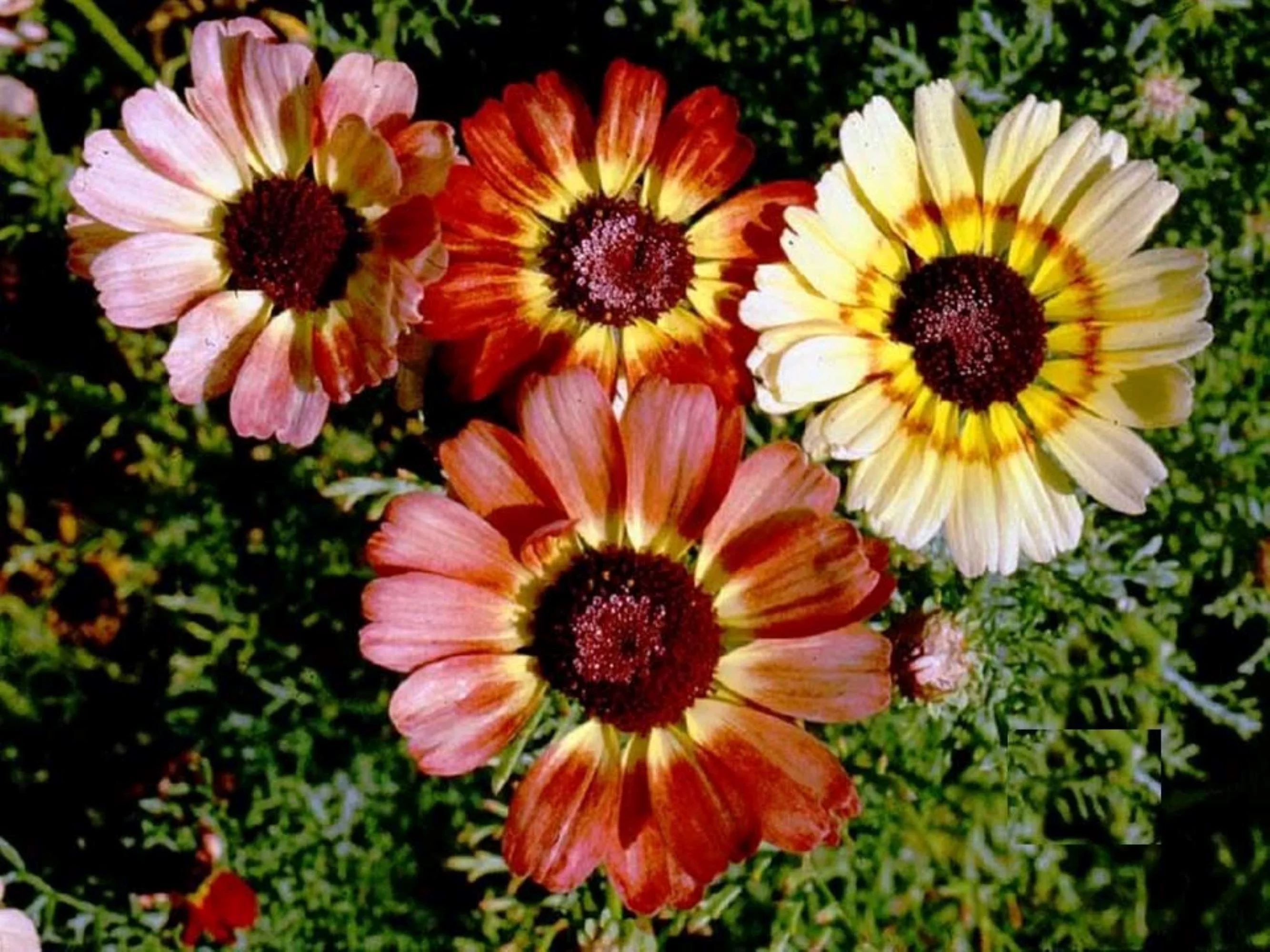 Tri-Color Painted Daisy Seeds/ Perennial/ Full Sun/ 100 Seeds 1/4 gram/ Zellajake Farm and Garden - B11