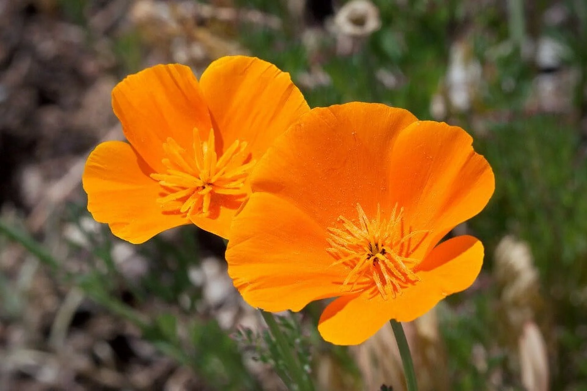 TomorrowSeeds - Giant Orange California Poppy Seeds - 500+ Count Packet - Eschscholzia Cup of Gold State Hot Weather Perennial Garden Flower Seed For 2024 Season