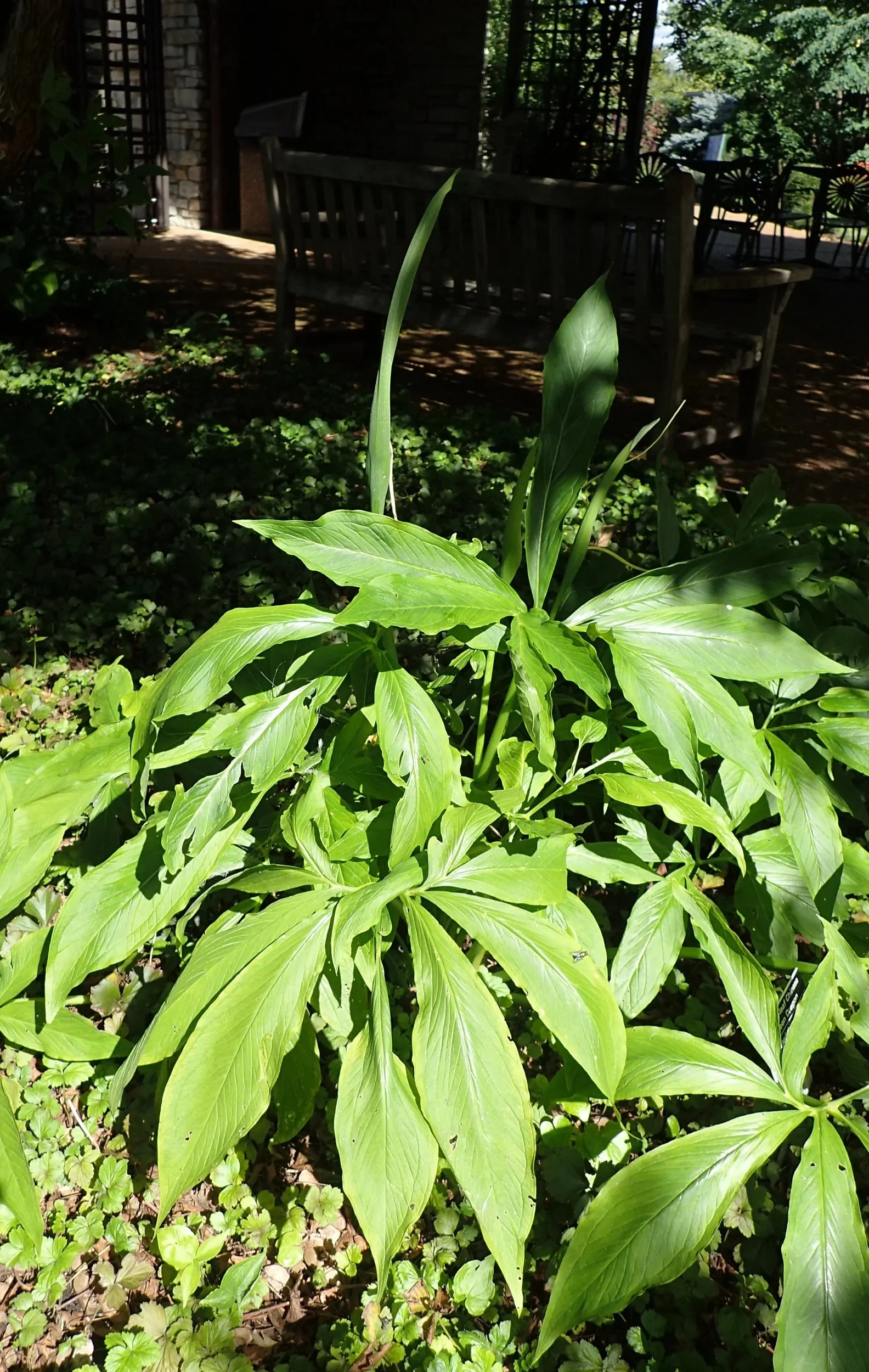 10 Fan-Leaf Chinese GREEN DRAGON Arum Pinellia Pedatisecta Houseplant Shade Flower Seeds