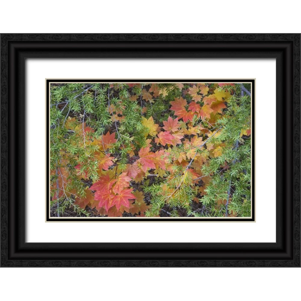 Paulson, Don 24x17 Black Ornate Wood Framed with Double Matting Museum Art Print Titled - OR, Rogue River NF Vine maple leaves and hemlock