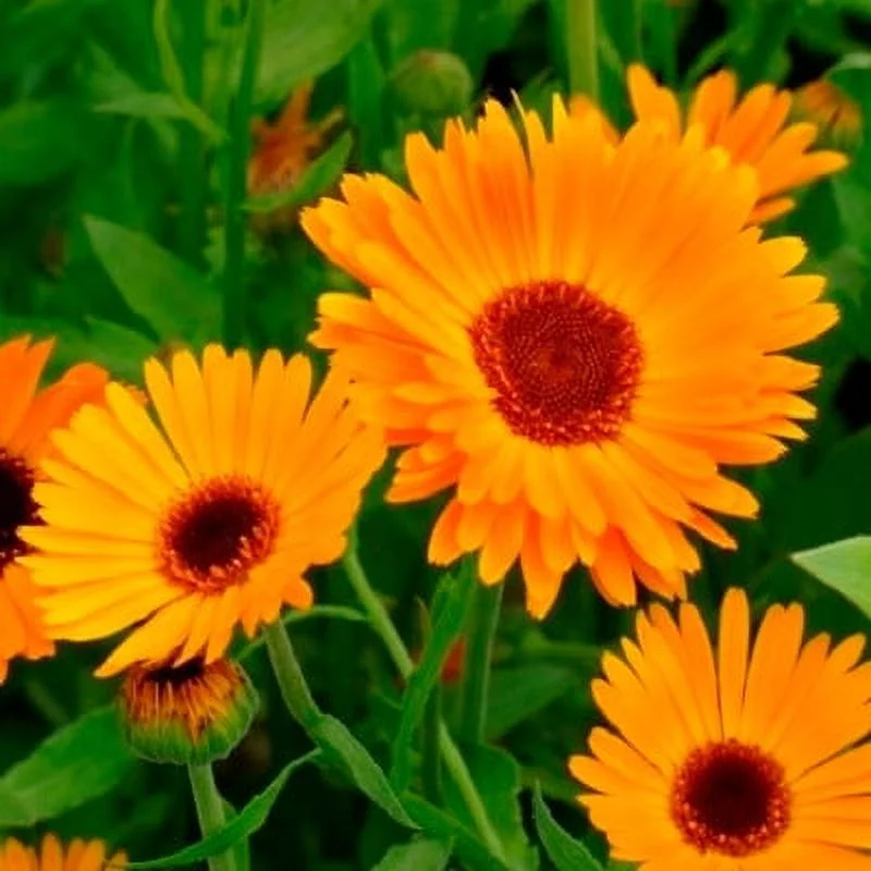 Calendula Seeds - Nova - 1 Ounce - Orange/Yellow Flower Seeds,  Heirloom Seed  Attracts Bees, Attracts Butterflies, Attracts Pollinators, Easy to Grow & Maintain, Edible, Extended Bloom Time