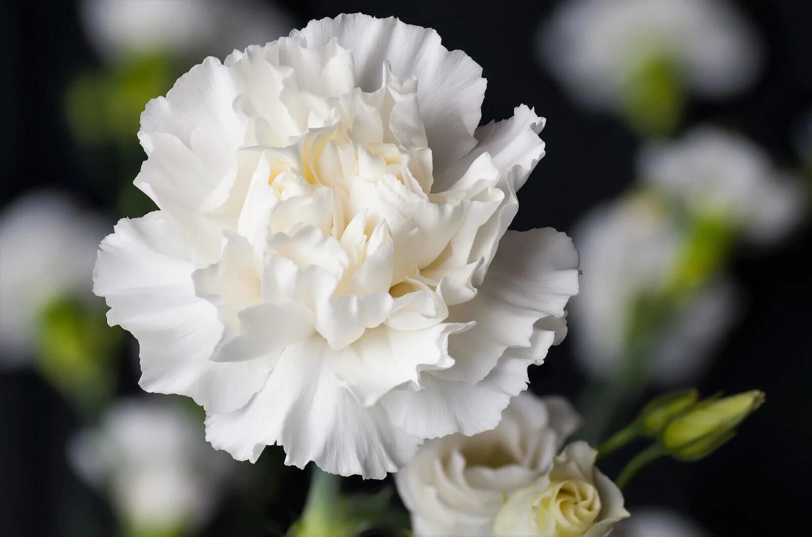 50 WHITE CARNATION Caryophyllus Grenadin Flower Seeds *Flat S/H