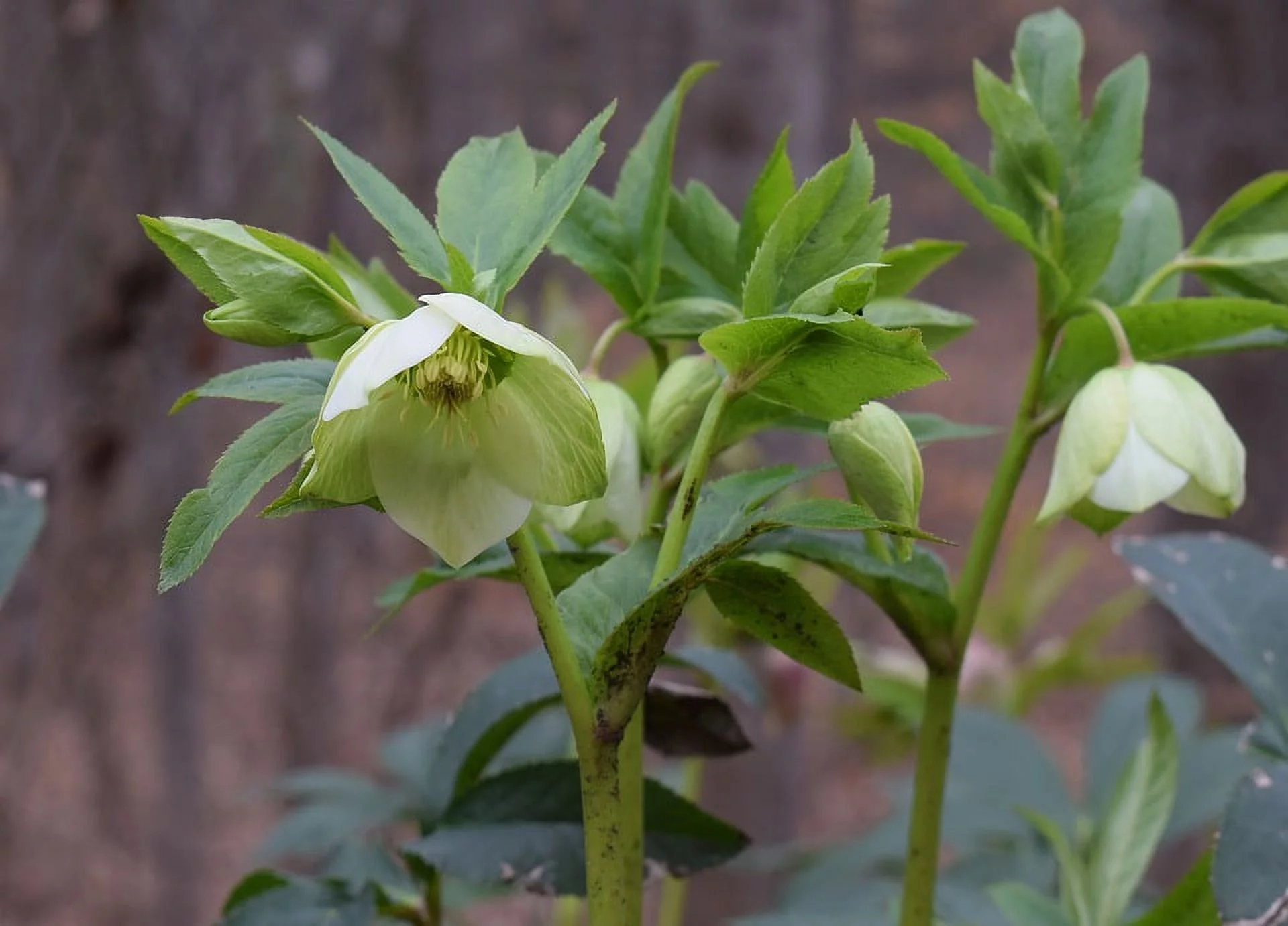 Lenten Rose Green Hellebore Green Lenten Rose Bud - Laminated Poster Print - 20 Inch by 30 Inch with Bright Colors and Vivid Imagery
