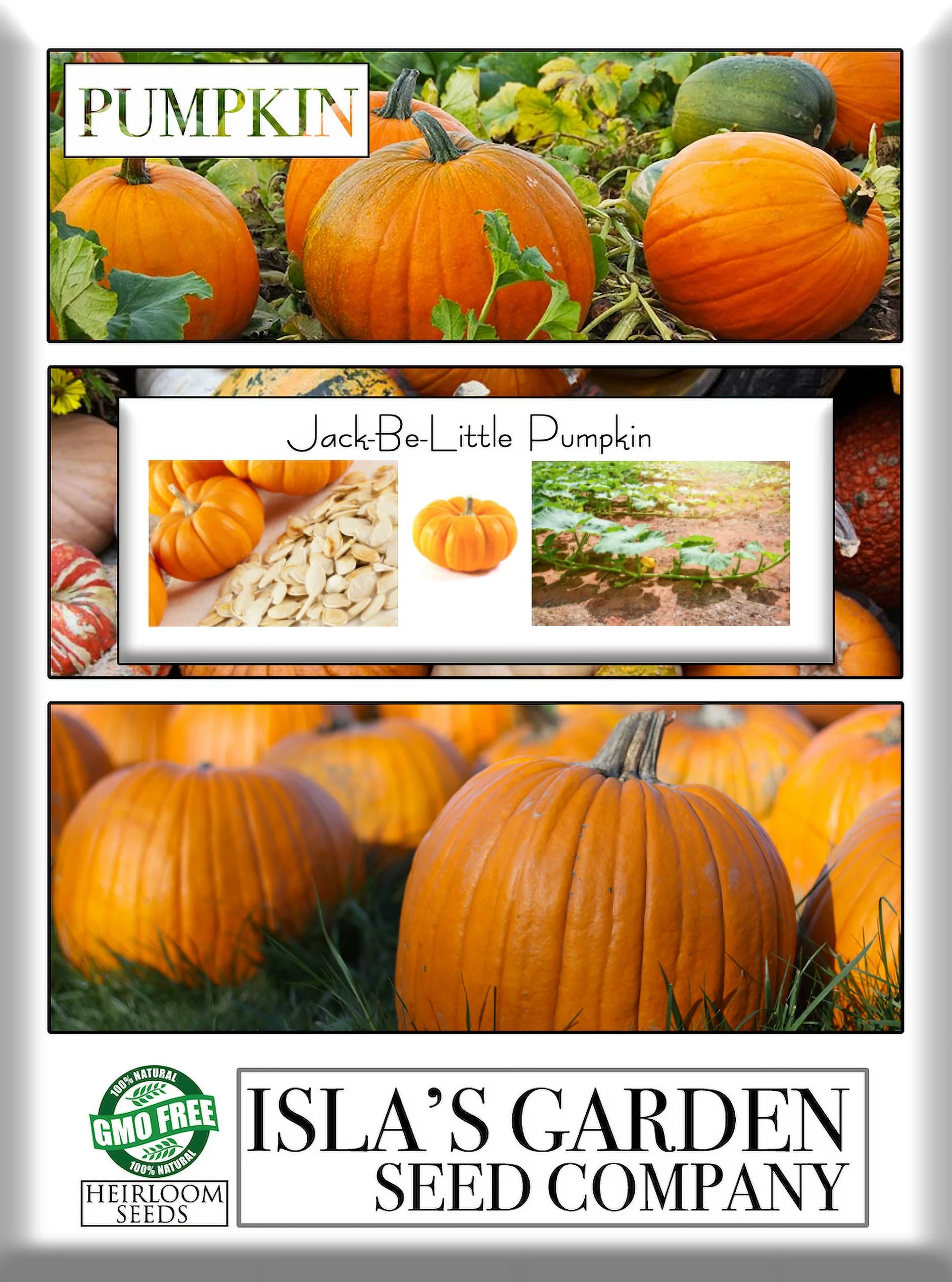Jack Be Little Pumpkin Seeds, 10 Heirloom Seeds Per Packet, Non GMO Seeds, Isla's Garden Seeds