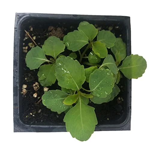 Jewelweed Plant (Impatiens capensis) 2.5 inch Pot