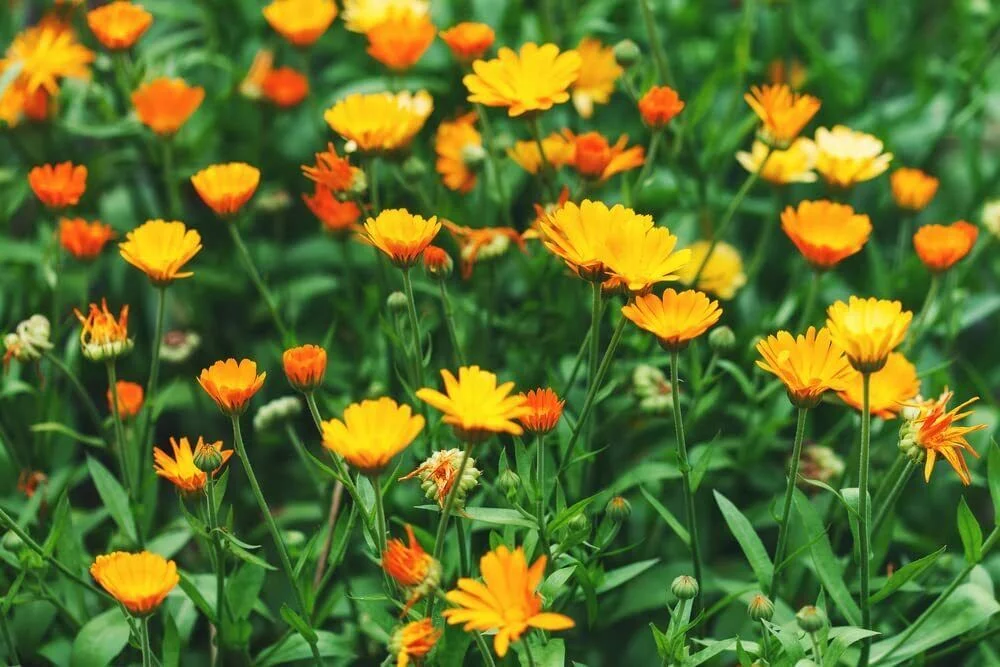 200+ Calendula Seeds for Planting Pacific Beauty Mix Made in USA