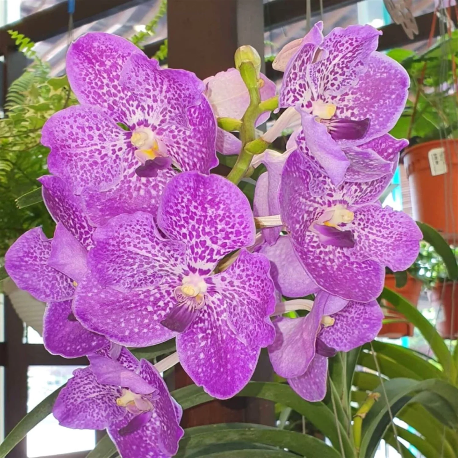 Cymbidium Bulbs, Gardeners Can Plant Easily,Cymbidium Plants Live In Bloom, Cymbidium Bulbs For Planting,Cymbidium Plants Outdoor,Natural Large Indoor Plants,Cymbidium Plants,Cold And Drought Tolerant