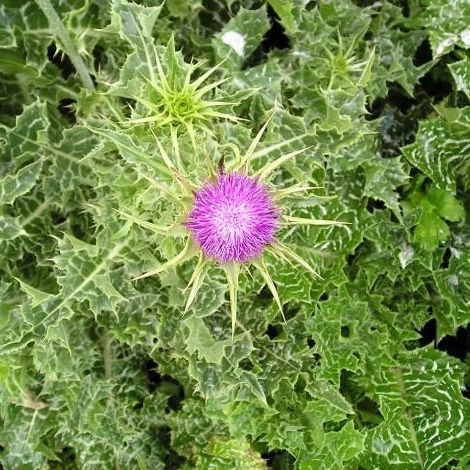 Milk Thistle Seeds - Packet -  Herb Seeds,   Attracts Bees, Attracts Butterflies, Attracts Hummingbirds, Attracts Pollinators, Easy to Grow & Maintain, Culinary