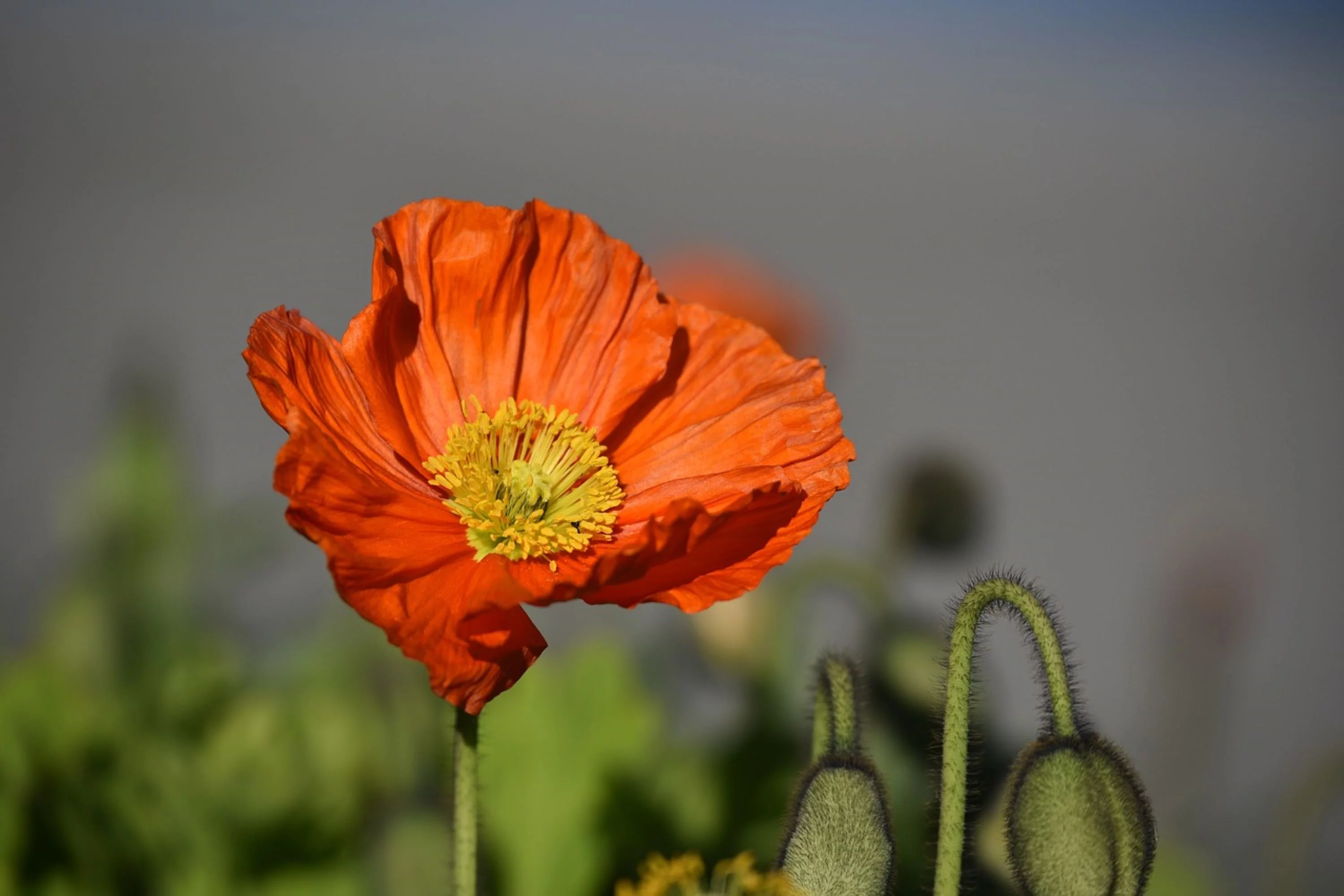Red Shirley Corn Poppy Seeds/ Annual/ Full Sun/ 200K Seeds 1 oz/ Zellajake Farm and Garden - B83