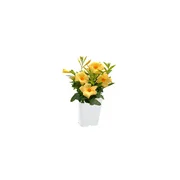 Island Blooms Live Outdoor 14in White Mandevilla Yellow 1.5pt. pot