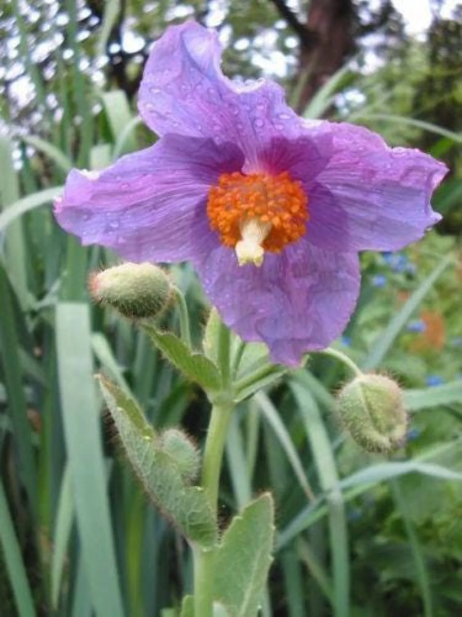 10 Seeds VIOLET HIMALAYAN POPPY Meconopsis Betonicifolia Purple Hensol Flower Seeds