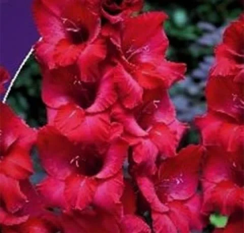 (5) Magneta-Red Large Flowering Gladiolus Bulbs