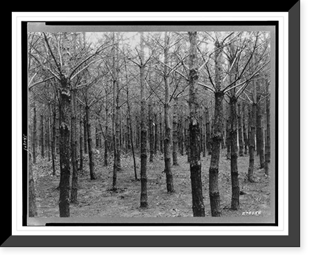 Historic Framed Print, Pennsylvania(?) Aug. 1933: Stand of Scotch pine thinned by the Civilian Conservation Corps boys.photo by W.H. Shaffer., 17-7/8