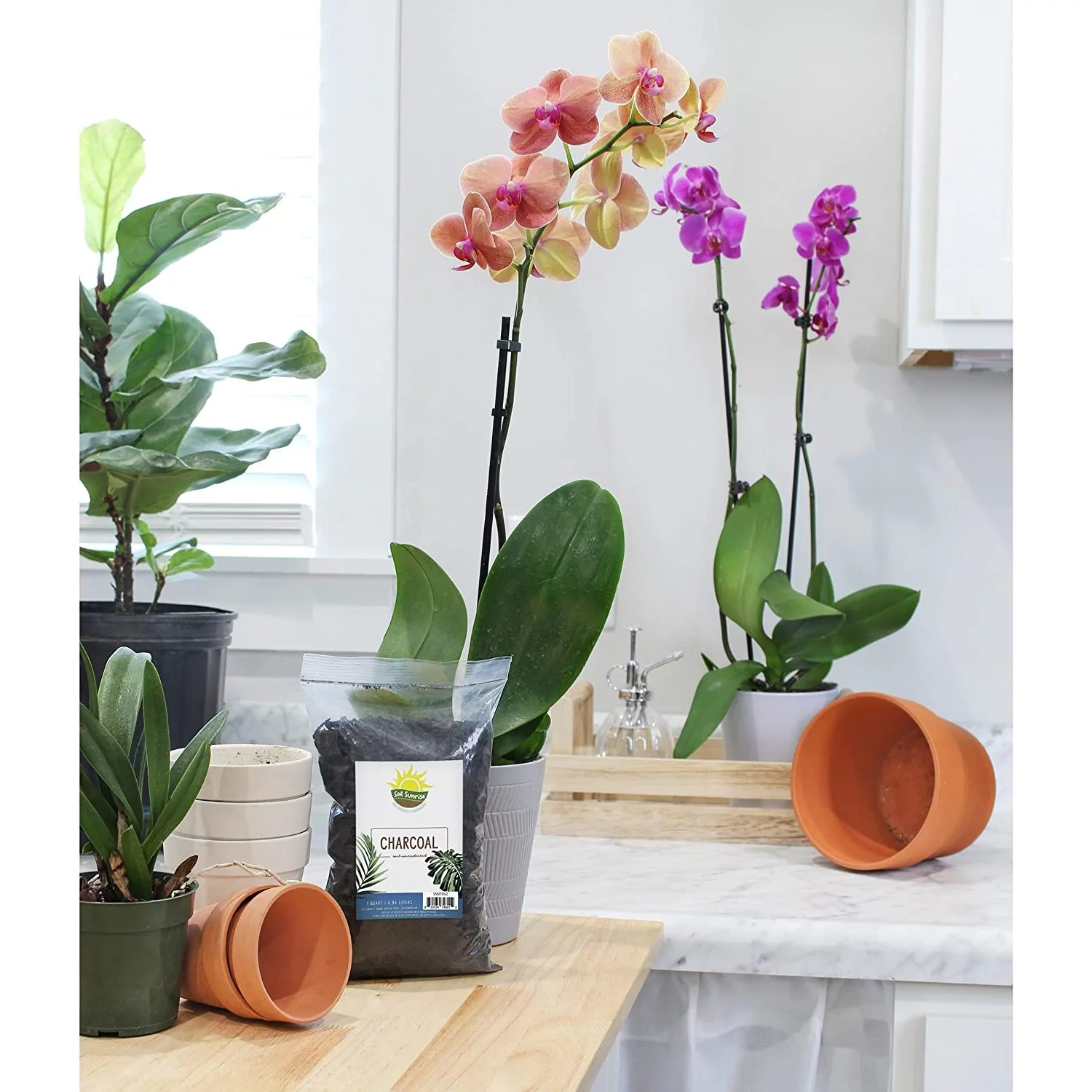 Horticultural Charcoal, 100% All Natural Hardwood Charcoal, PP for Soil Amendment, Orchids, Terrariums, and Gardening (4 qt)