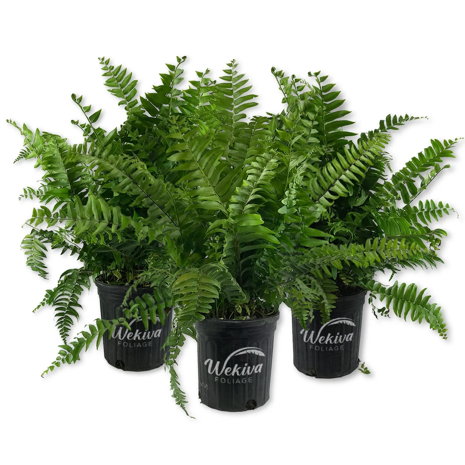 Macho Fern - 3 Live Plants in 6 Inch Pots - Nephrolepsis Biserrta 'Macho' - Florist Quality Ferns from Florida