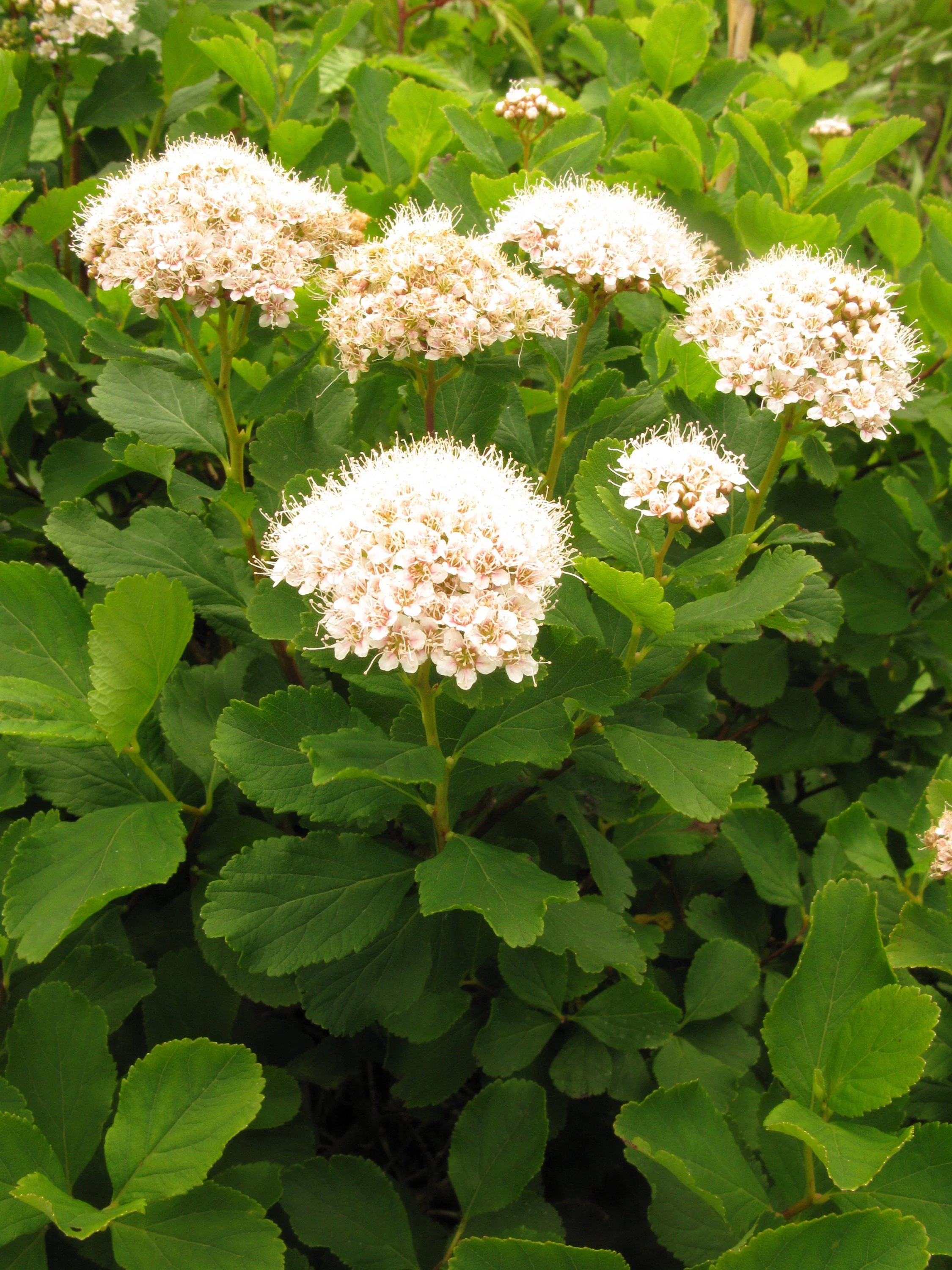 50 White CHINESE SPIREA Spiraea Chinensis Flower Bush Shrub Seeds