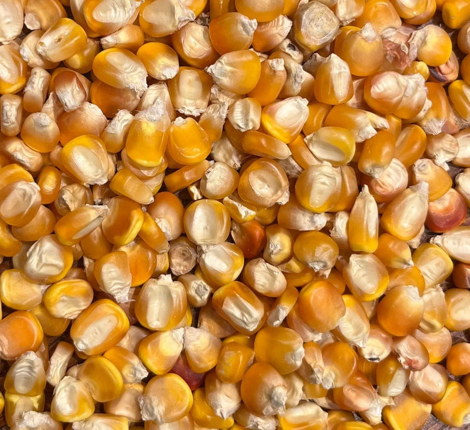 Yellow Tuxpeño Dent Corn Masa Puebla Tamale Maize 20 Seed Pack