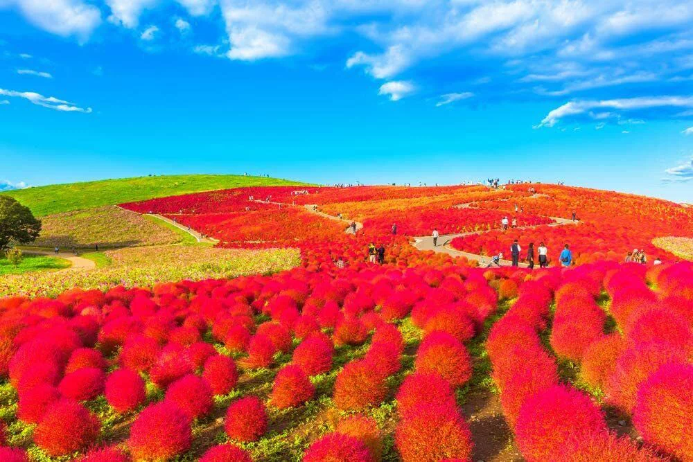 50 Red Kochia Seeds to Grow Exotic Mexican Fire Plant - Summer Cypress