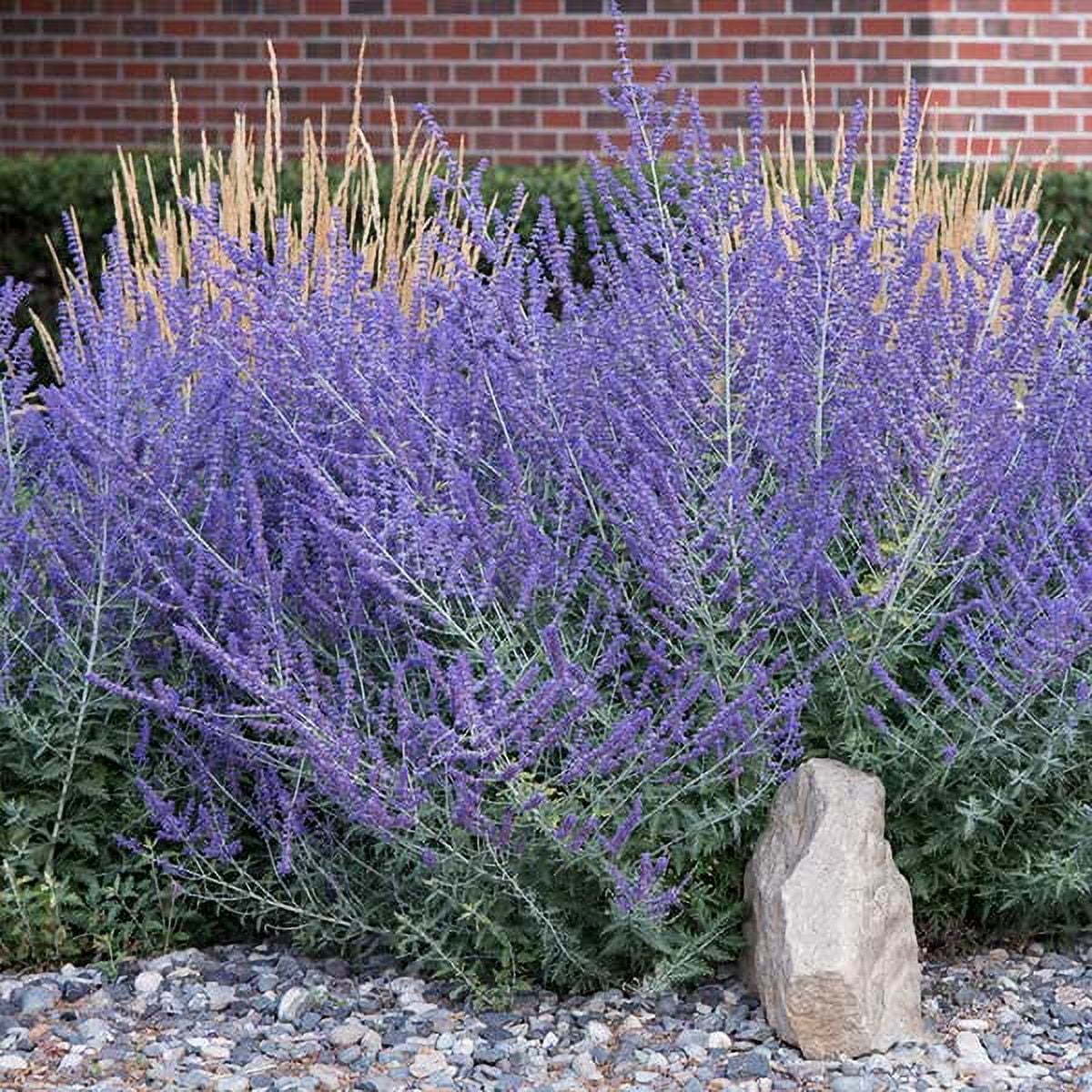 Brighter Blooms - Russian Sage, 2 gal. - No Shipping To AZ