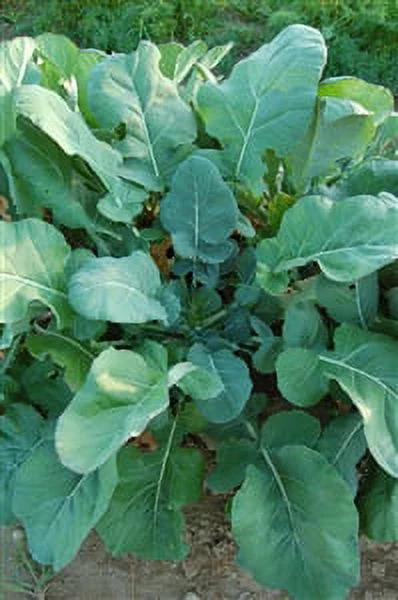 Collards Georgia Southern Heirloom Seed - 1 Packet
