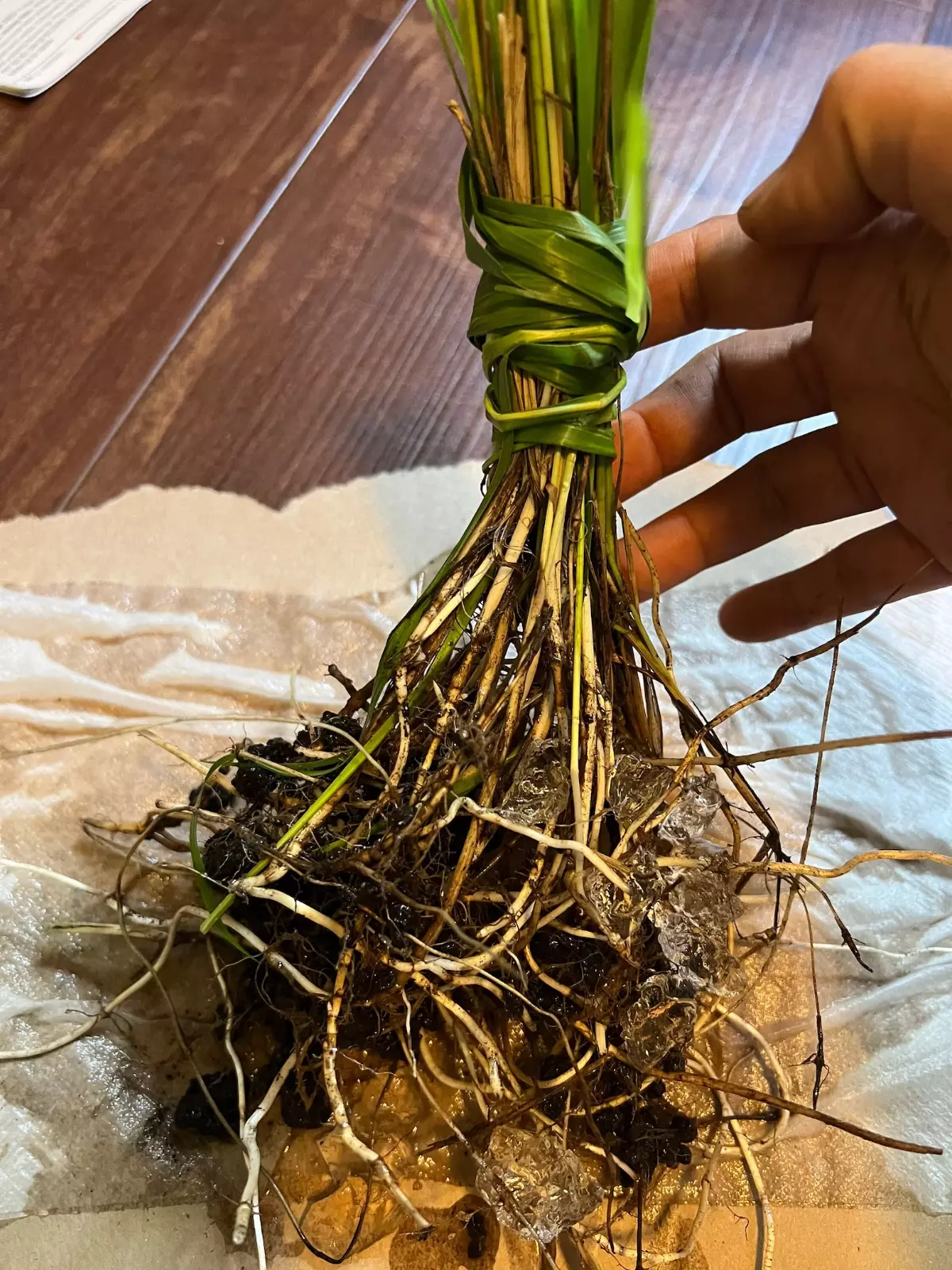 5+ Sweet Grass Hiehloe odorata Bare root plant Organic