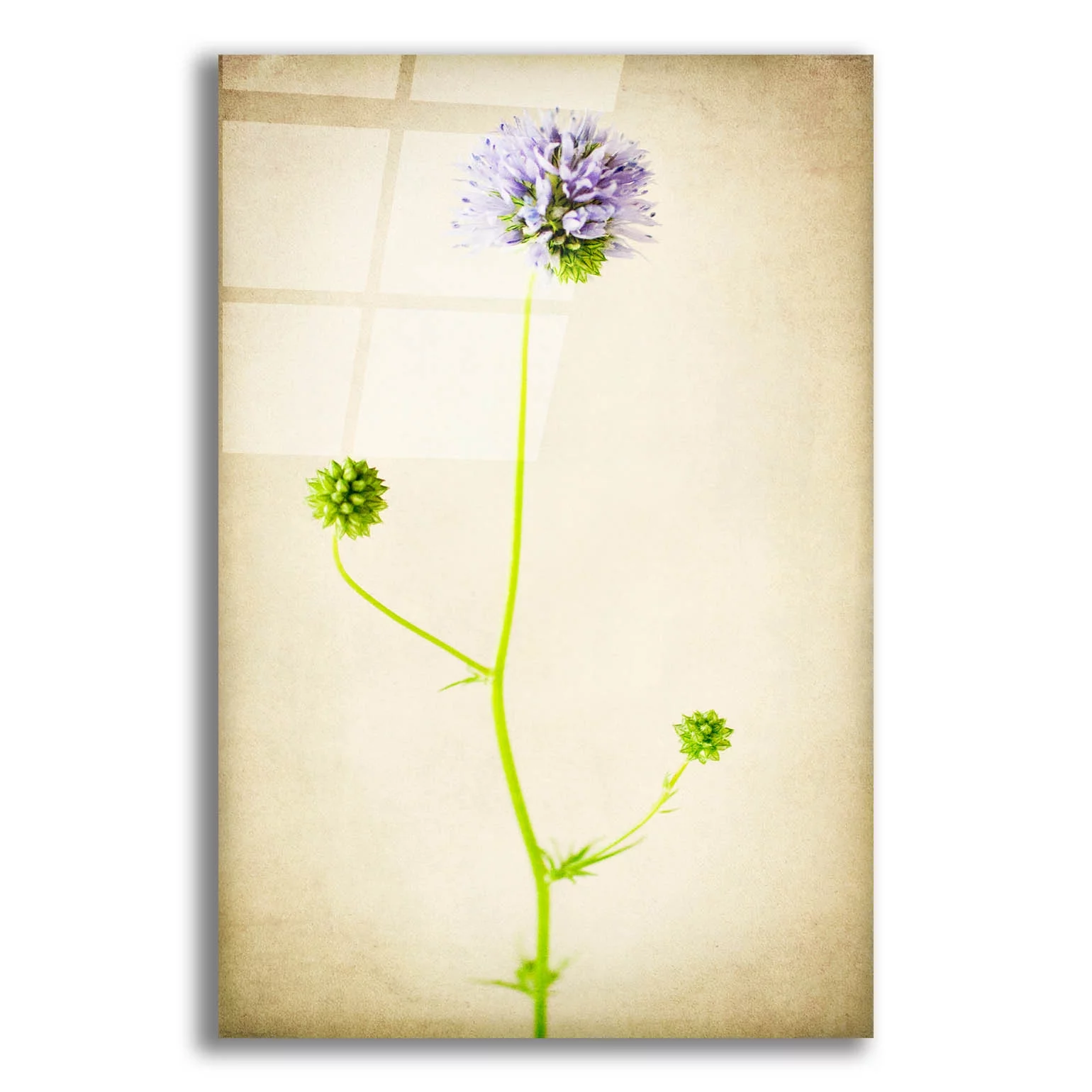 Epic Art 'Globe Gilia' by Jessica Rogers, Acrylic Glass Wall Art, 12