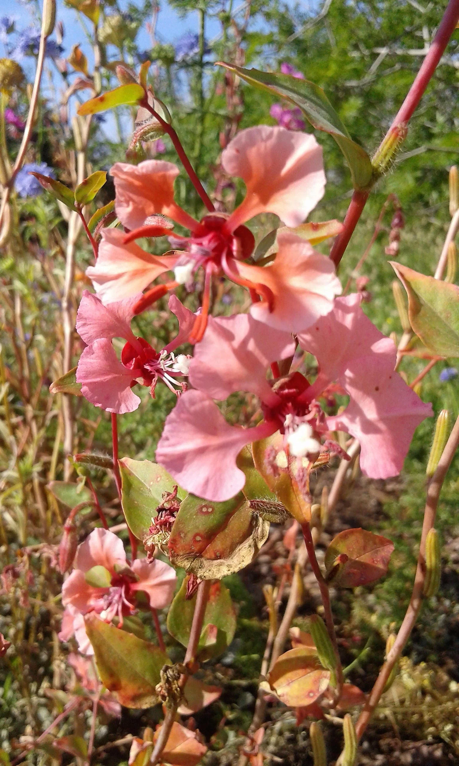 500 MIXED ELEGANT CLARKIA Mountain Garland Elegans Pink Purple Red Mix Flower Seeds