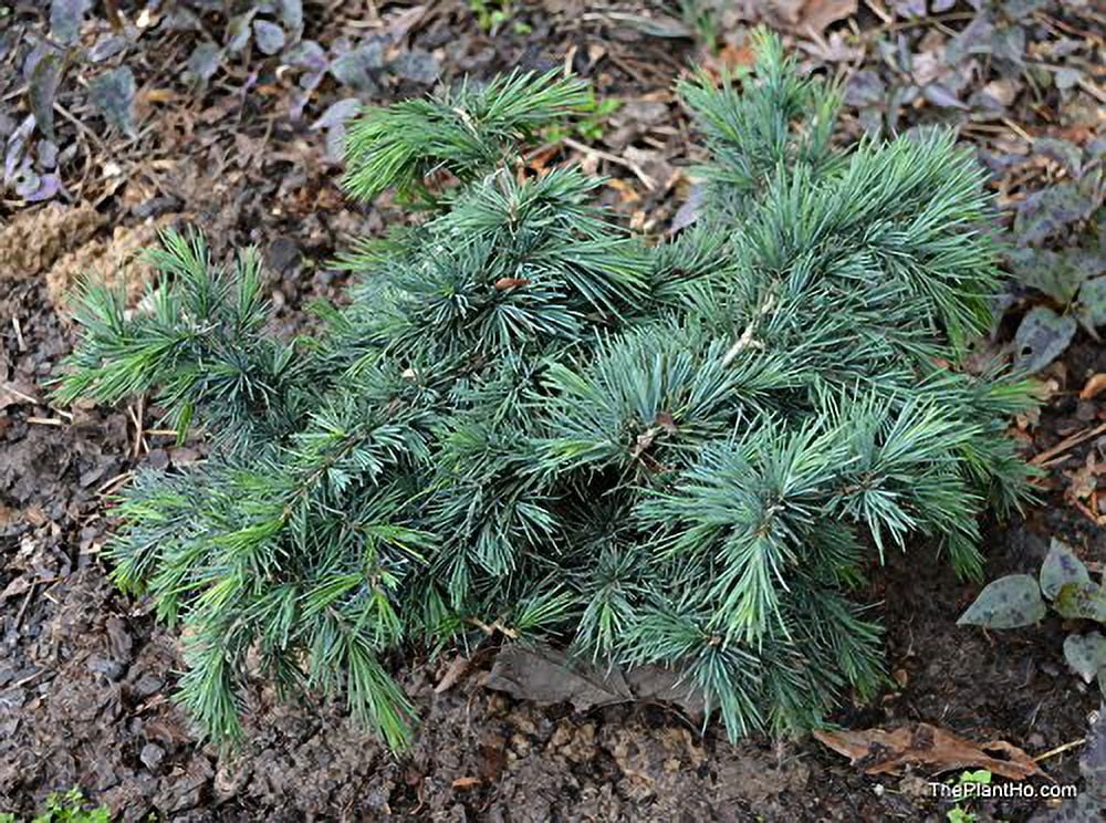 Prostrate Beauty - A Groundcover Himalayan Cedar - 1 Year Live Plant