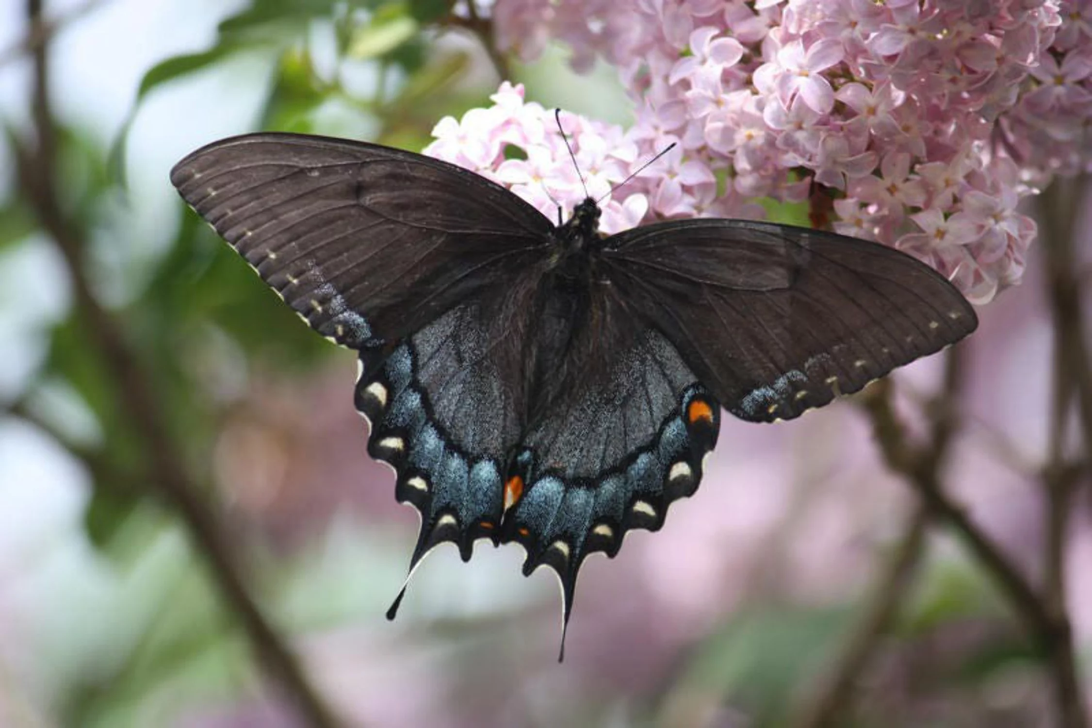 150 GOLDEN ALEXANDER (Golden Zizia / Meadow Zizia) Zizia Aurea Flower Seeds
