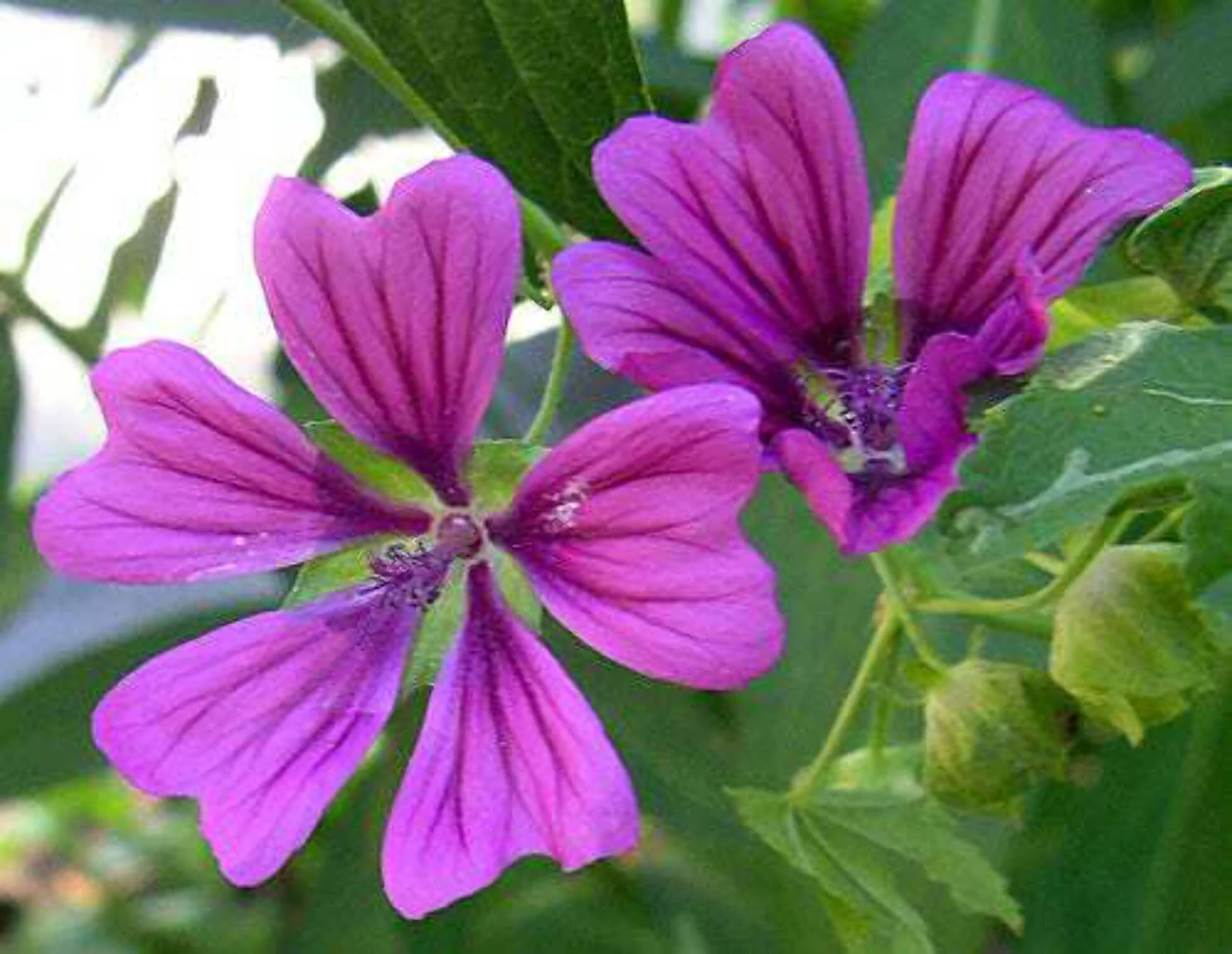20 MAURITANIAN MALVA Mallow Malva sylvestris var. mauritania Flower Seeds