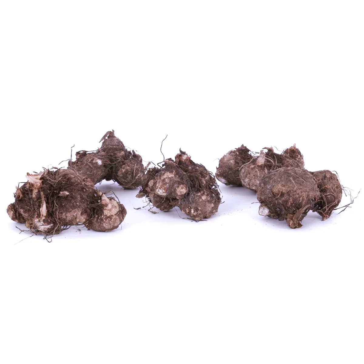 Van Zyverden Caladiums Plant Bulbs (6 Count)