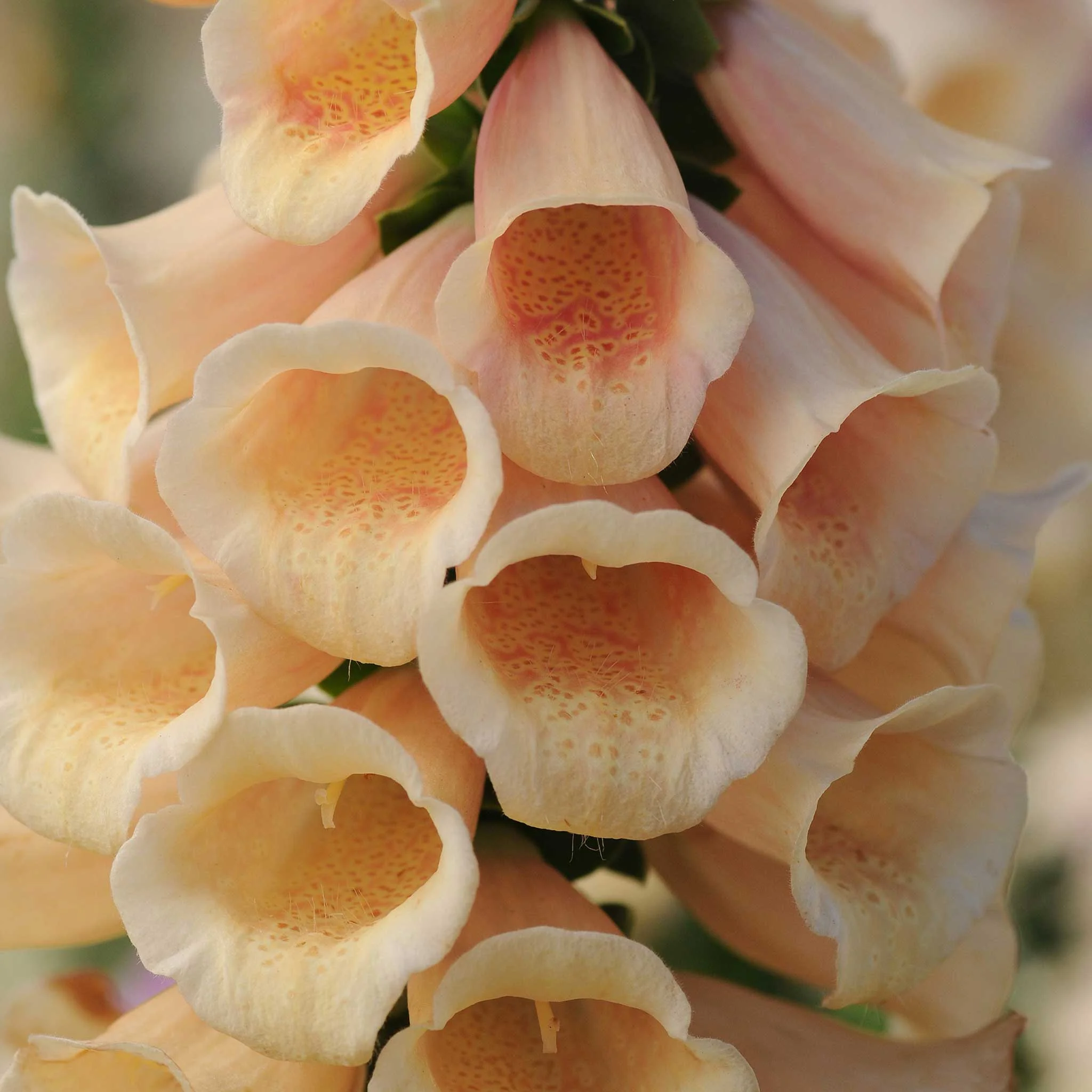Foxglove Seeds - Dalmatian Peach - Packet - Orange Flower Seeds,  Hybrid Seed  Attracts Bees, Attracts Butterflies, Attracts Hummingbirds, Attracts Pollinators, Container Garden