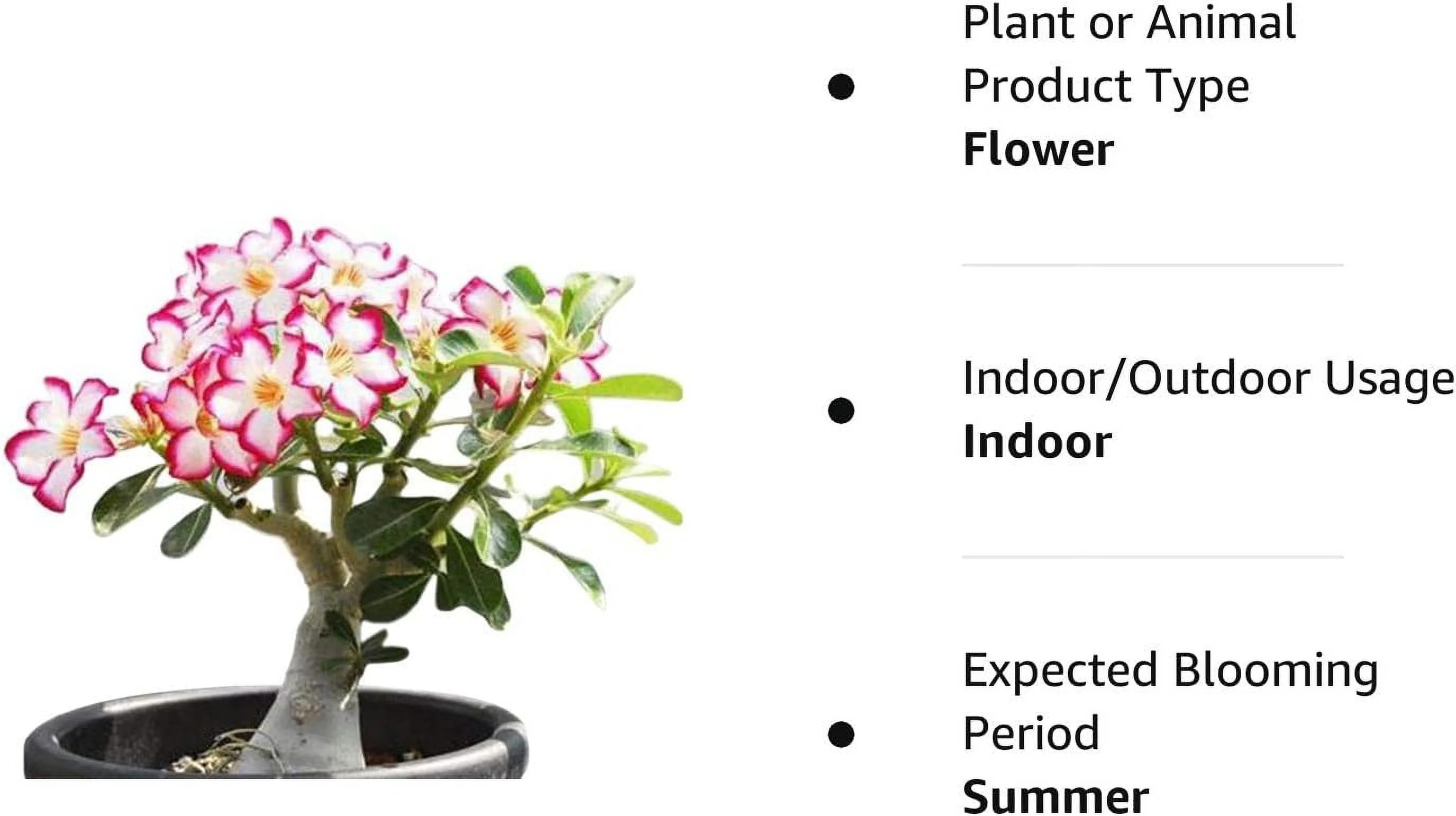 Desert Rose， Adenium Obesum One Year Plant ， Baby Size Bonsai Caudex (1 Rose)