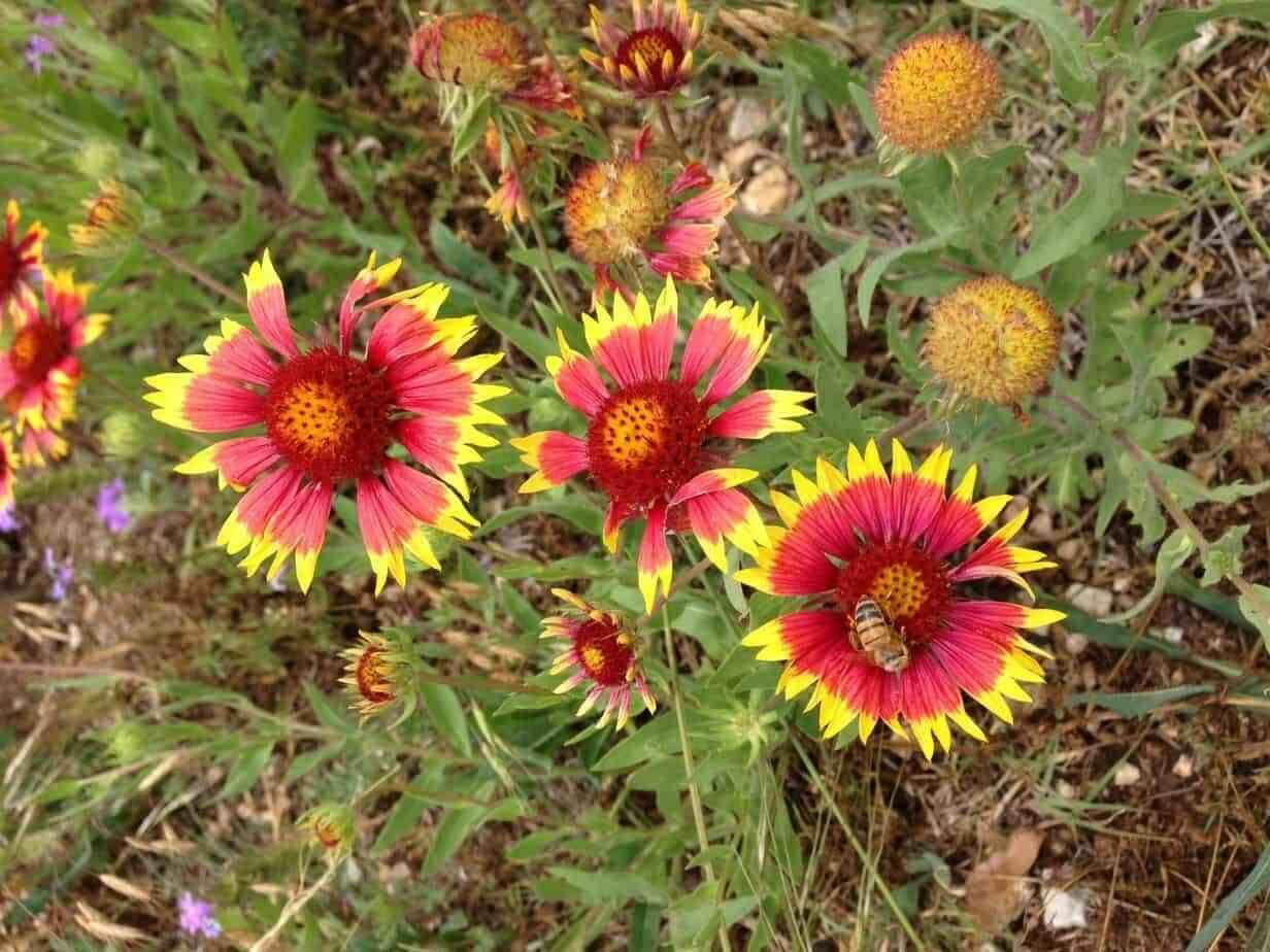 50 Blanket Flower Seeds to Plant Made in USA Ships from Iowa