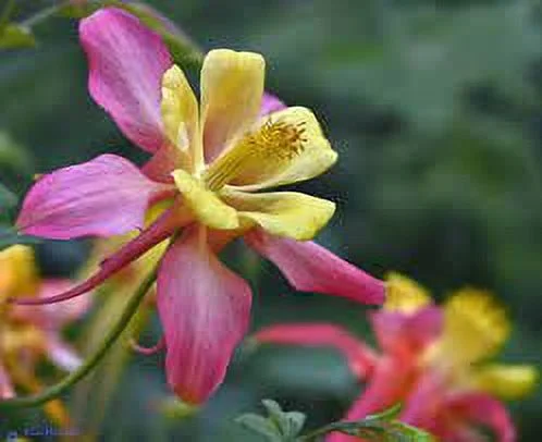 20 Seeds YELLOW Columbine McKana Giants Flower Seeds, Perennial Colorful, Easy to Grow Attracts Bees and Hummingbirds 20 SEEDS Free Shipping