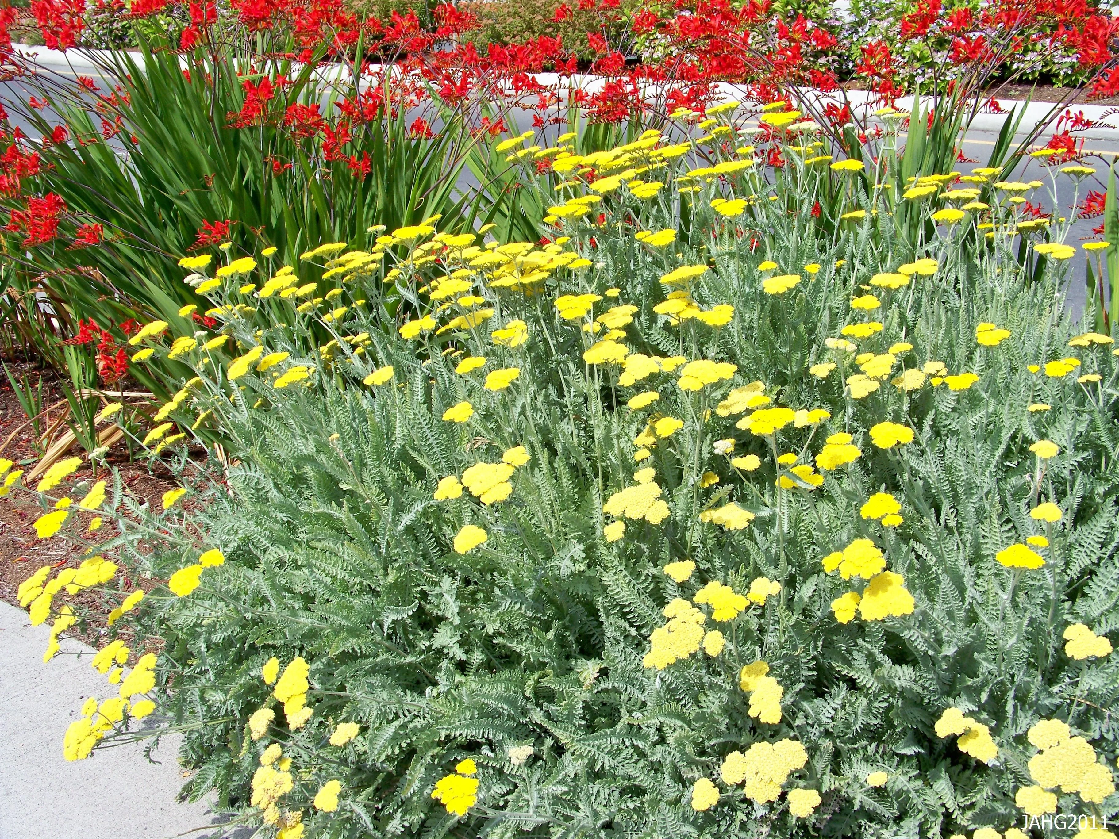 Yarrow 'Moonshine' - Live Starter Plant