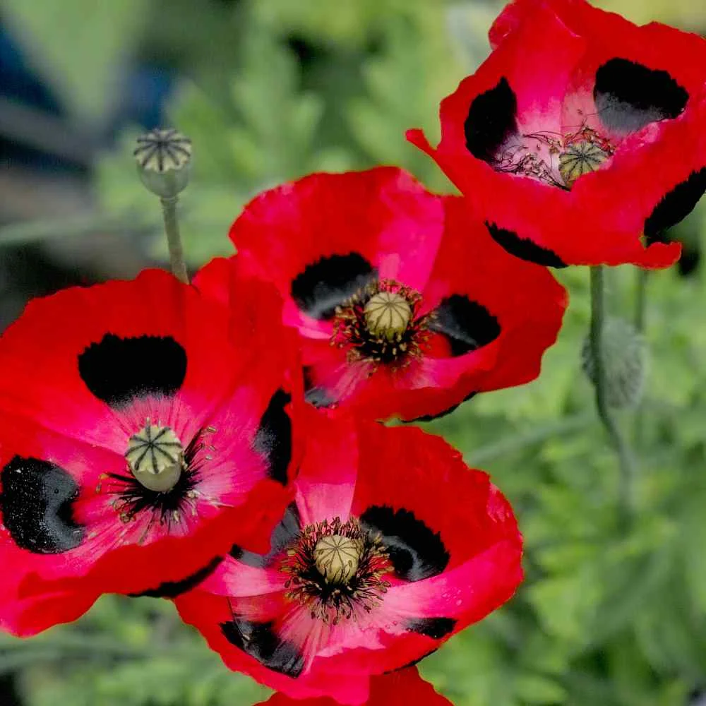 Outsidepride Poppy Commutatum - 10000 Seeds