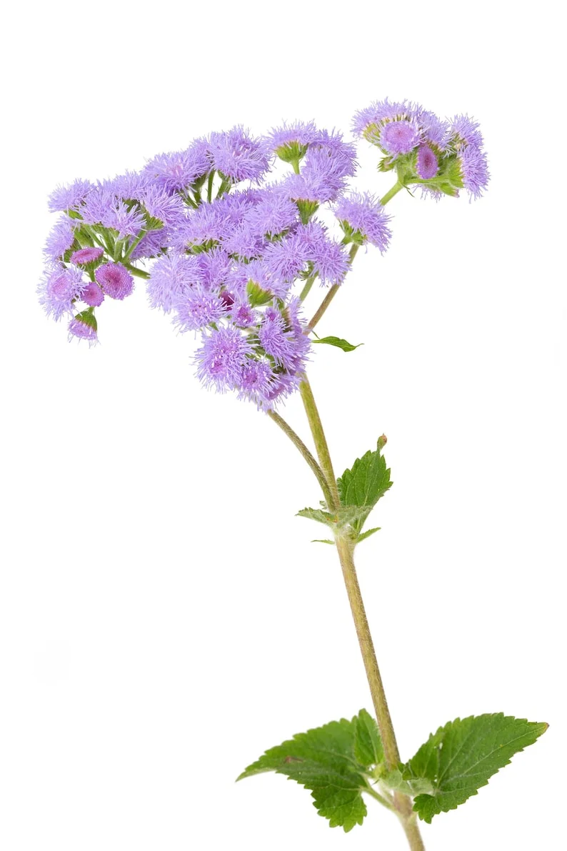 Tall Blue Planet Ageratum Flossflower Mink Cut Flowers Premium Seed Packet