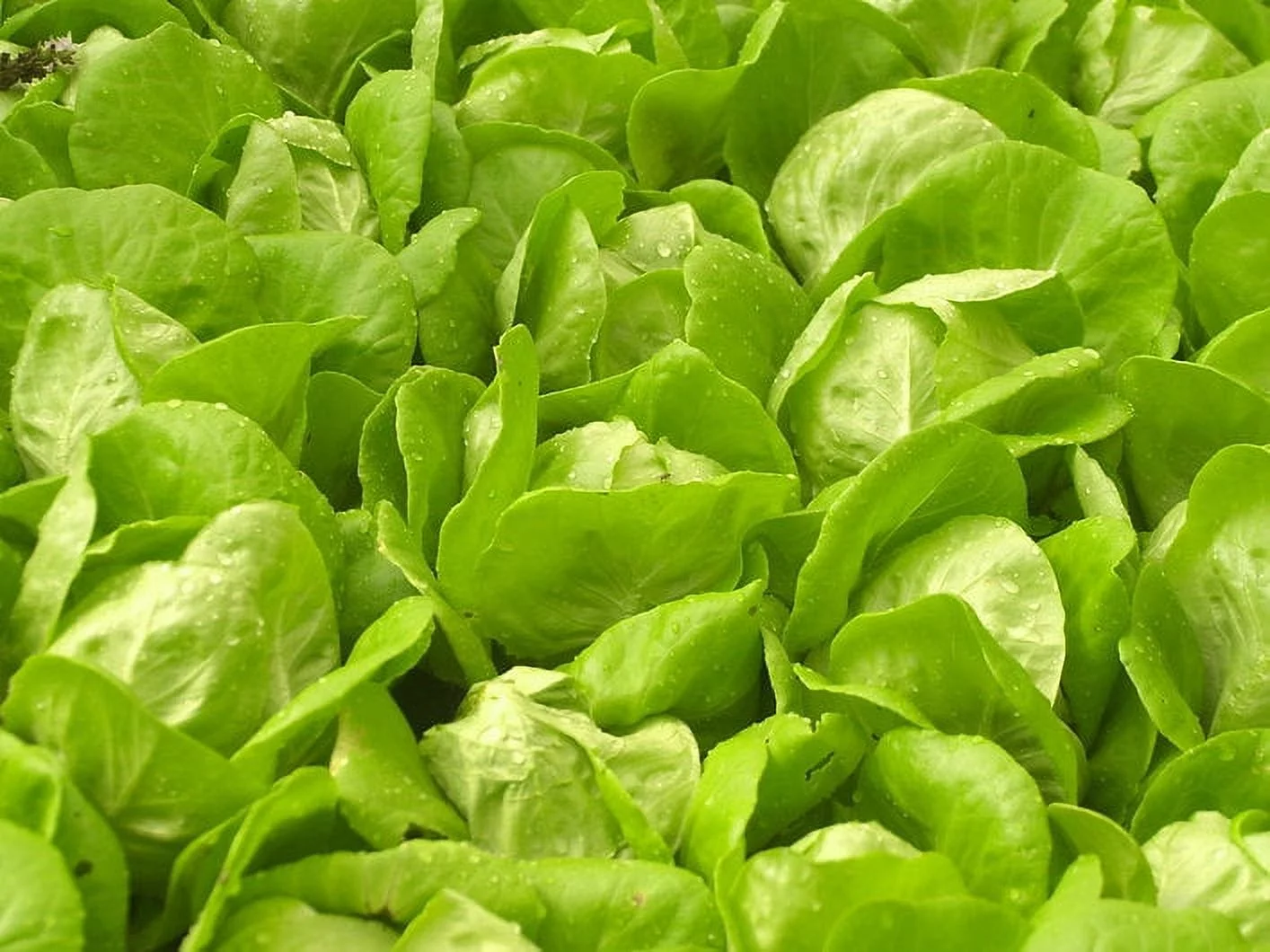 Vegetable Seeds- Little Gem Lettuce- 500 Seeds--Old English Heirloom -Tasty Sweet 4
