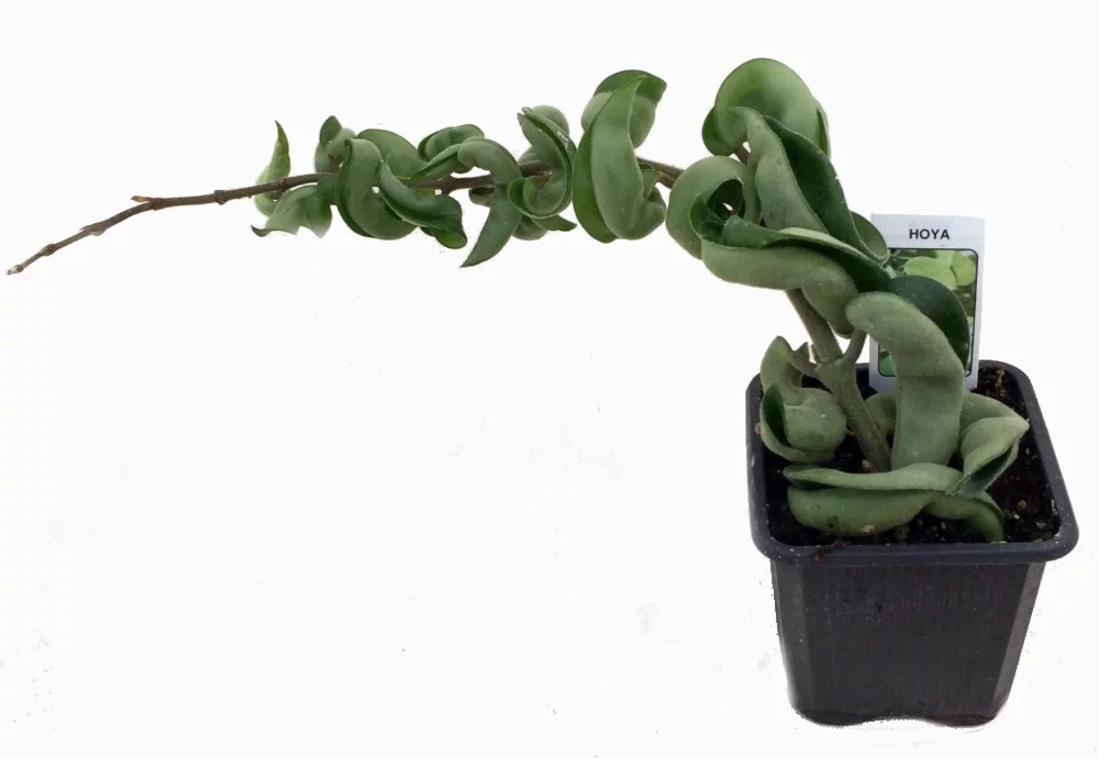 Hindu Indian Rope Plant - Hoya - Exotic yet Easy - 3