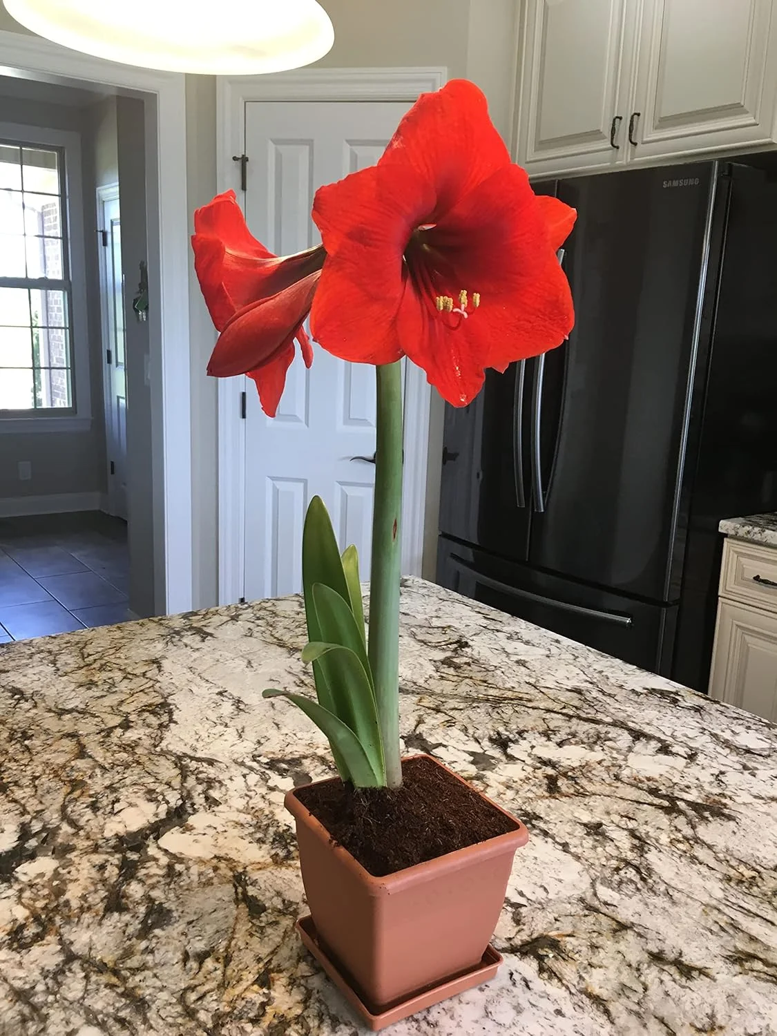 Red Lion Amaryllis Kit - Great Gift - Large Bulb, Pot and Potting Medium