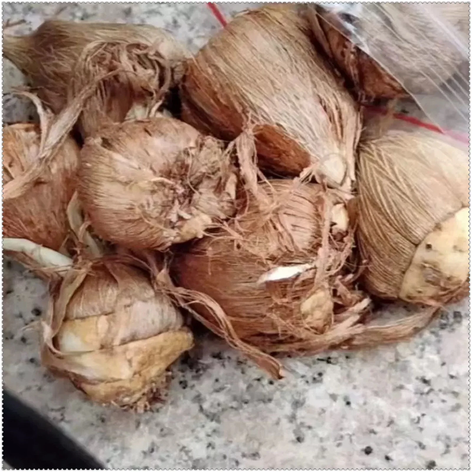 Freesia Bulbs Bulk Flower Plant Planted Perennial Can Grow Well in Flower Pots