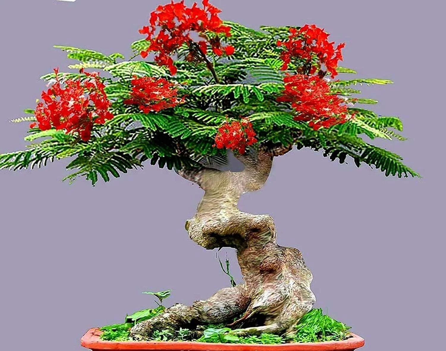 Flamboyant Flame Tree Seeds to Grow | 20 Seeds | Delonix regia, Prized Bonsai