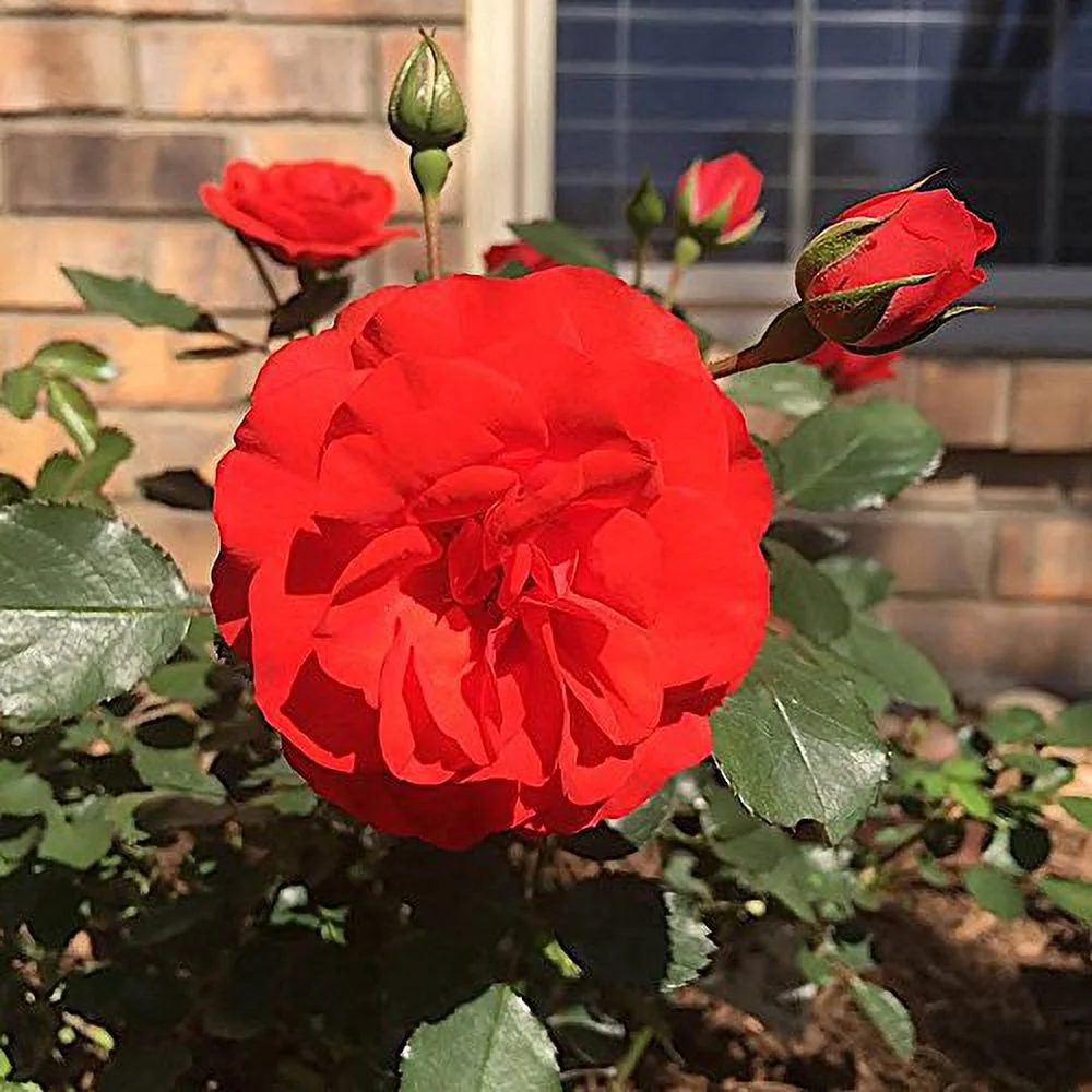 Nelson Rose 18-14-10 2lb