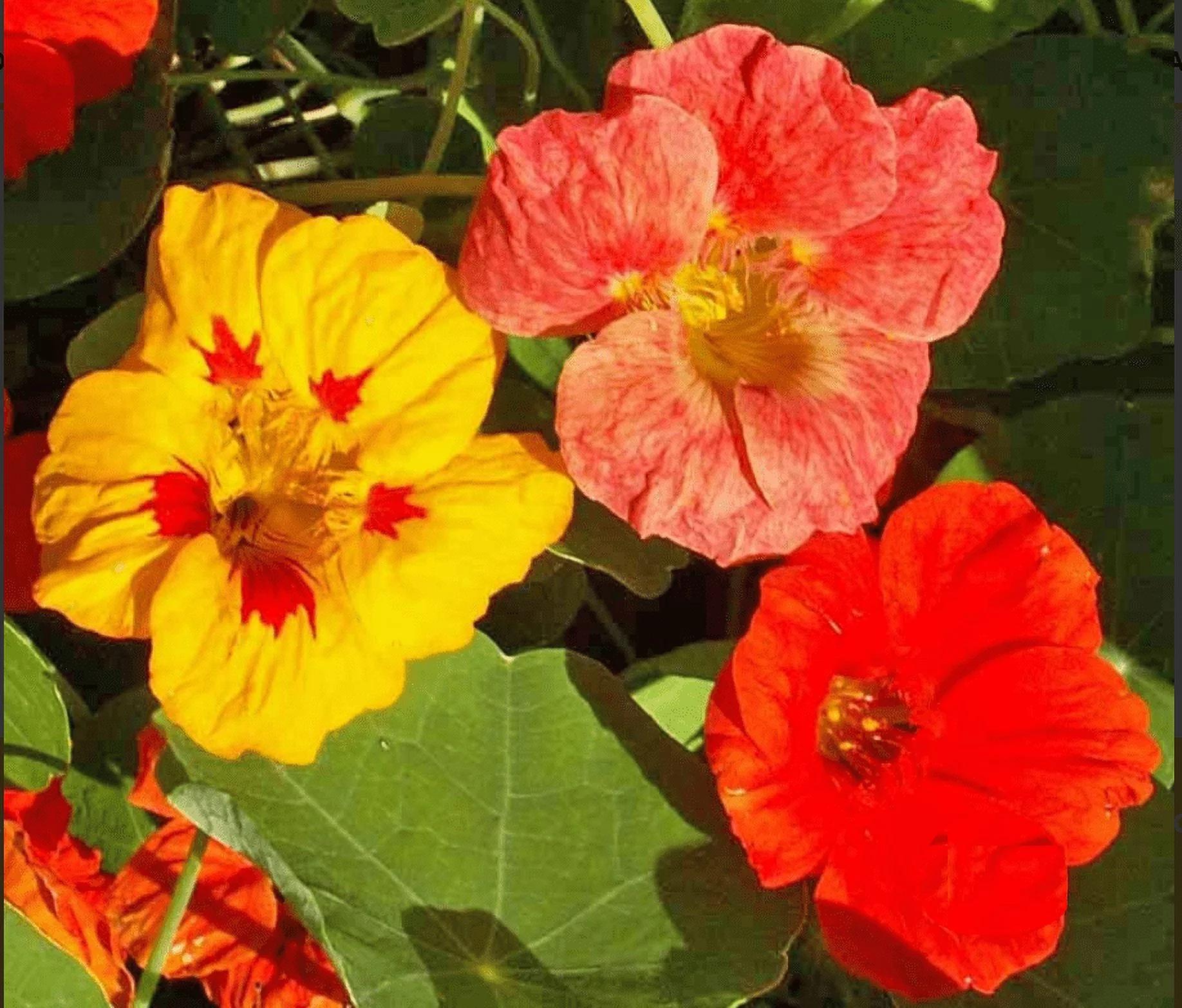 Nasturtium SINGLE MIX 20 Seeds - Mother Nature's Seeds - Wildflower Seeds - Flower Seeds for Planting - Non-GMO