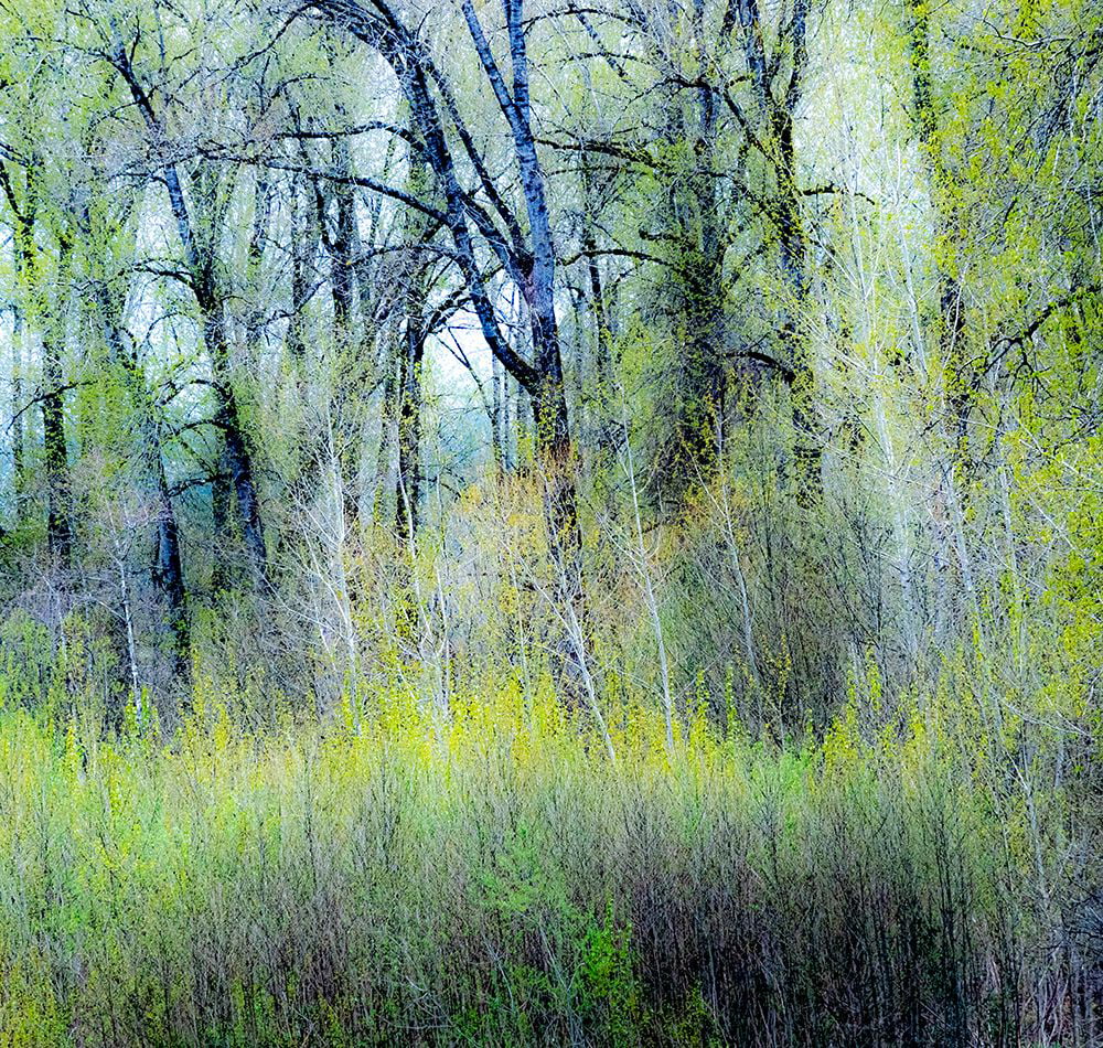 Gulin, Sylvia 12x12 White Modern Wood Framed Museum Art Print Titled - USA-Washington State-Fall City Cottonwoods just budding out in the spring